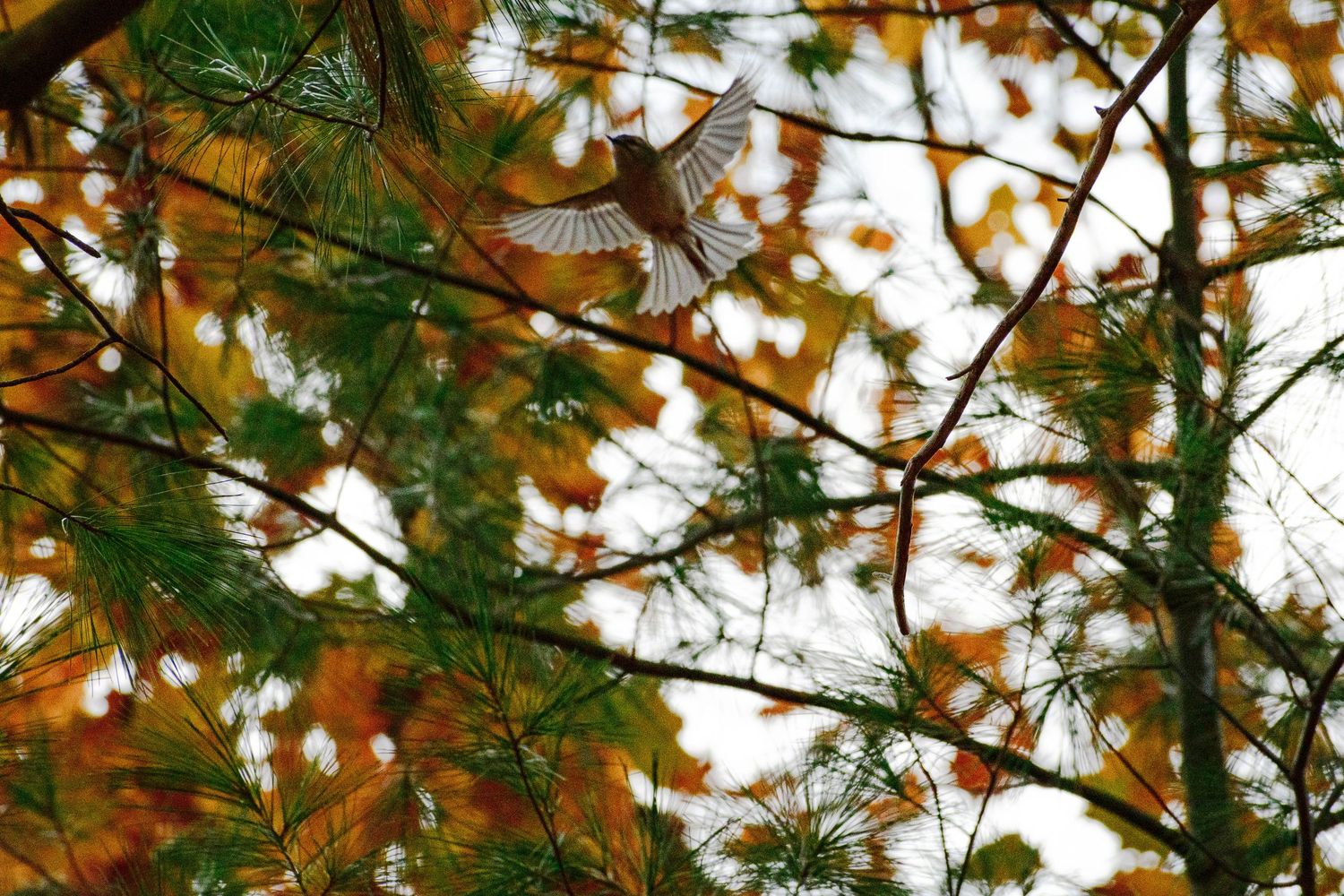 Nature photograph capturing natural scenery