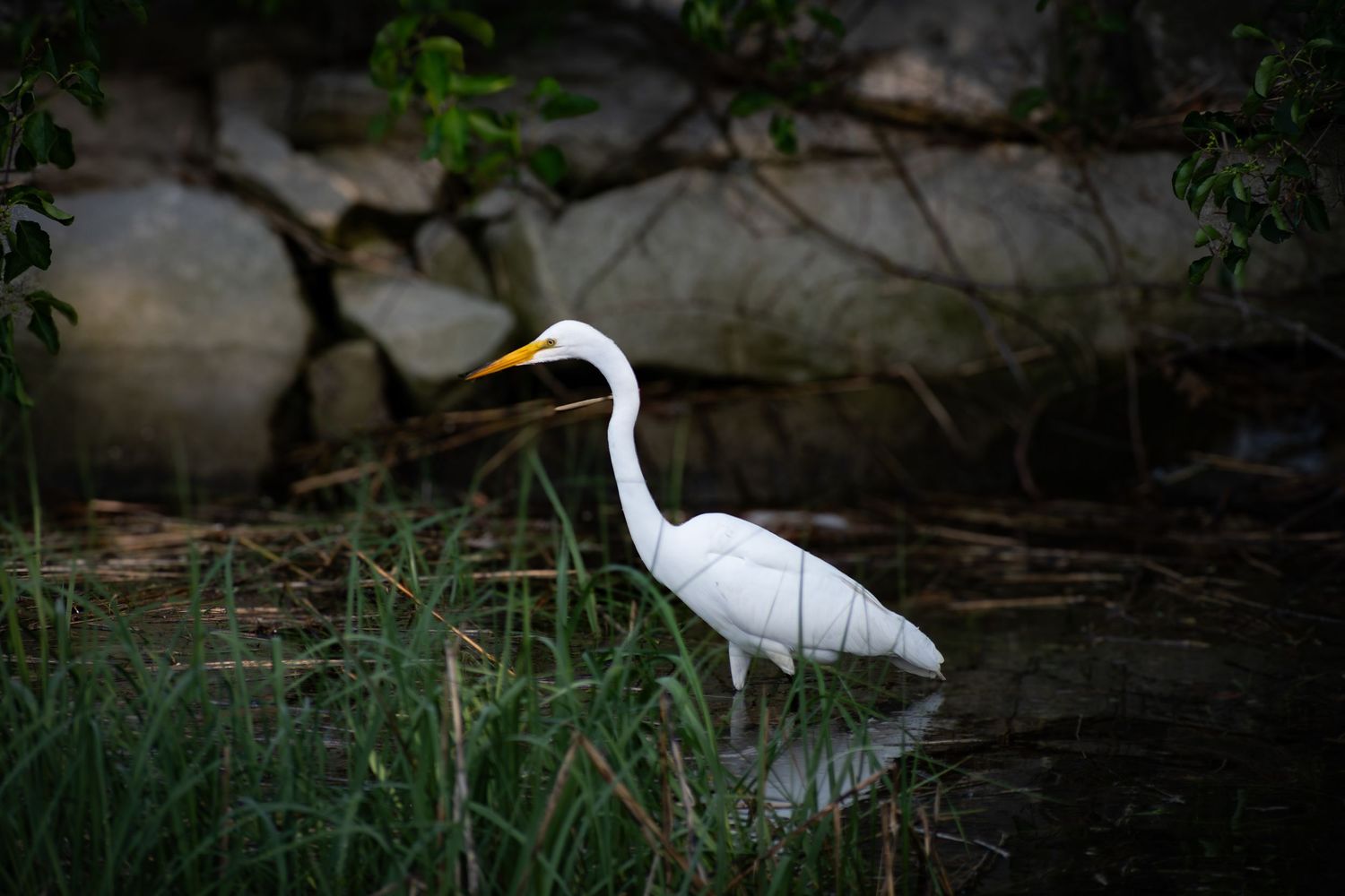 Nature photograph capturing natural scenery of crane