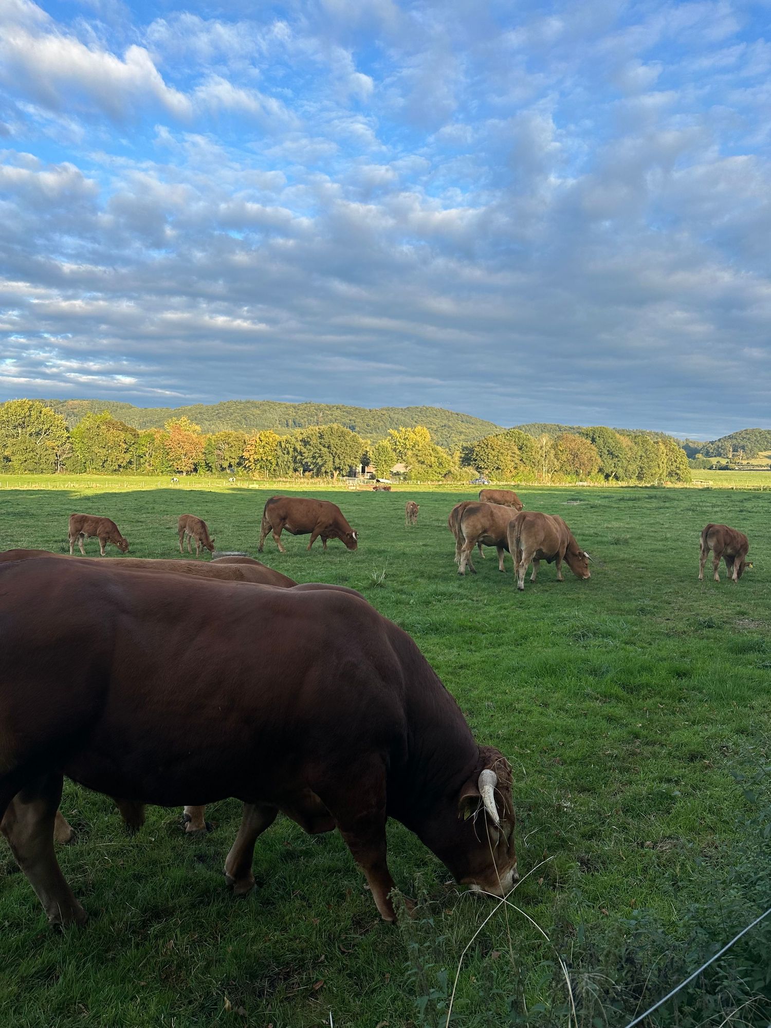 Horses grazing in a green pasture under a cloudy blue sky.