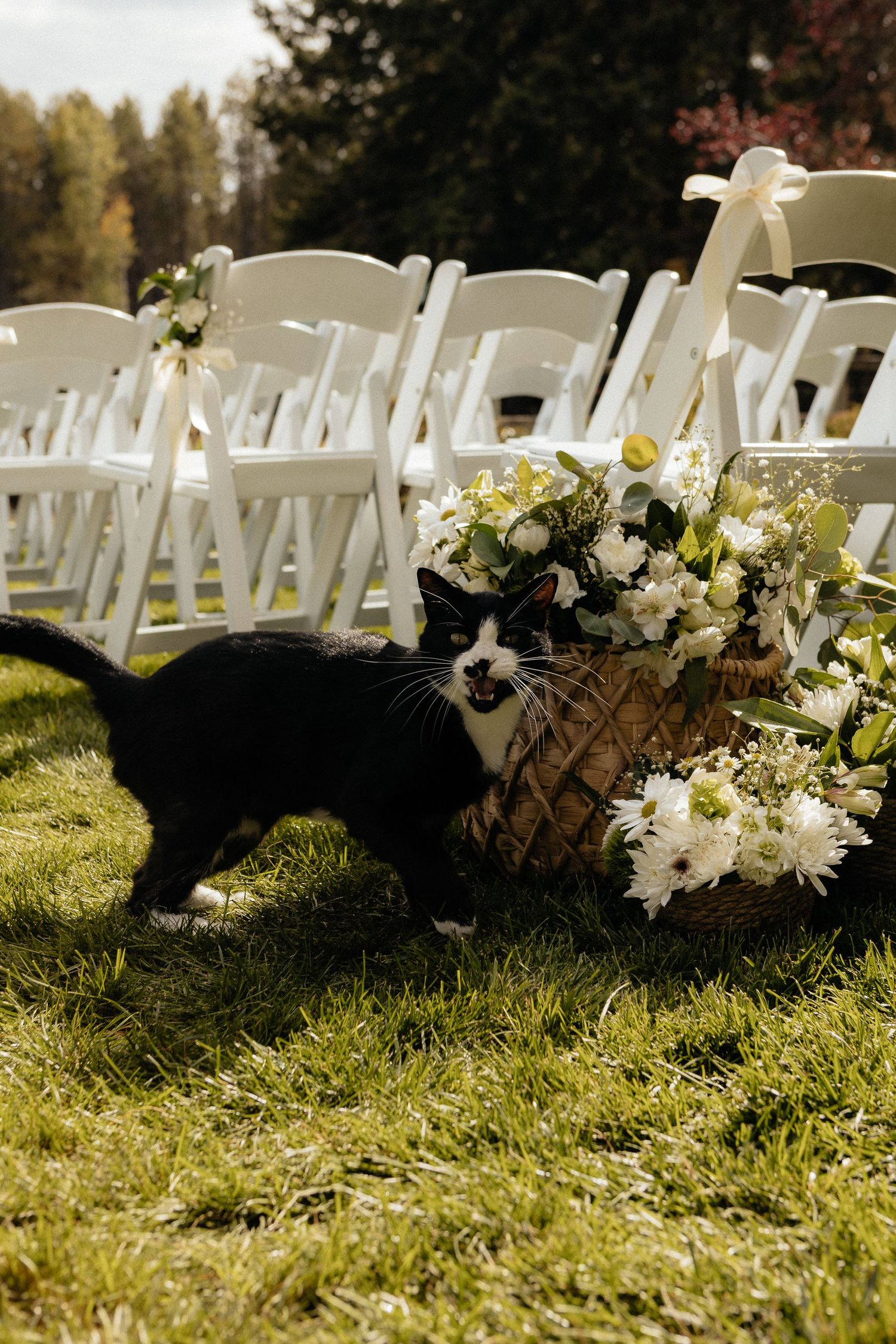 White ceremony chairs lined up outdoors with floral decorations along the aisle.
