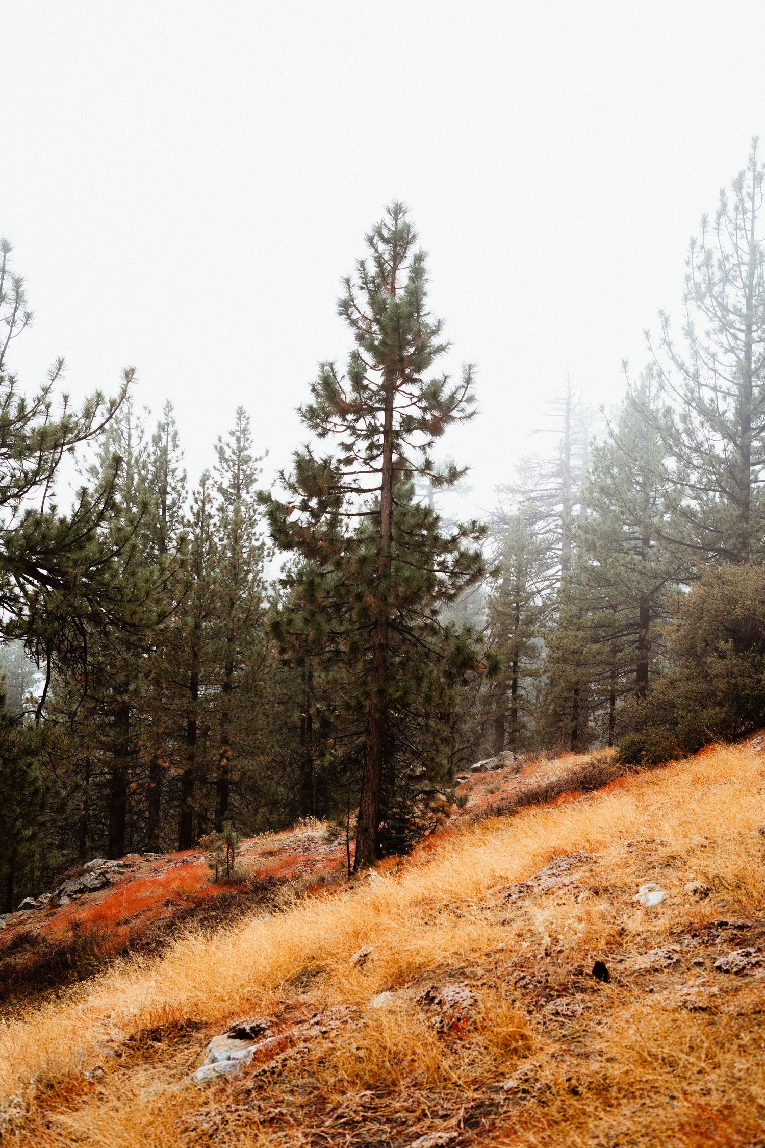 Tall pine trees on a foggy hillside with golden dry grass in autumn.