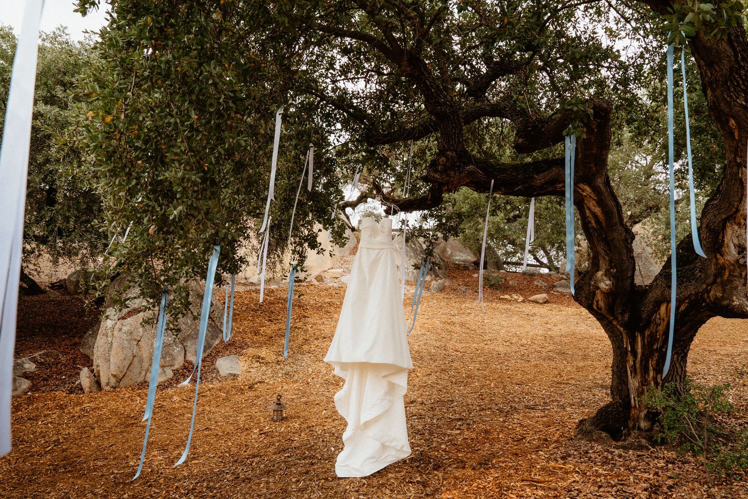 A stunning wedding gown hangs from a tree decorated with long baby blue ribbons.