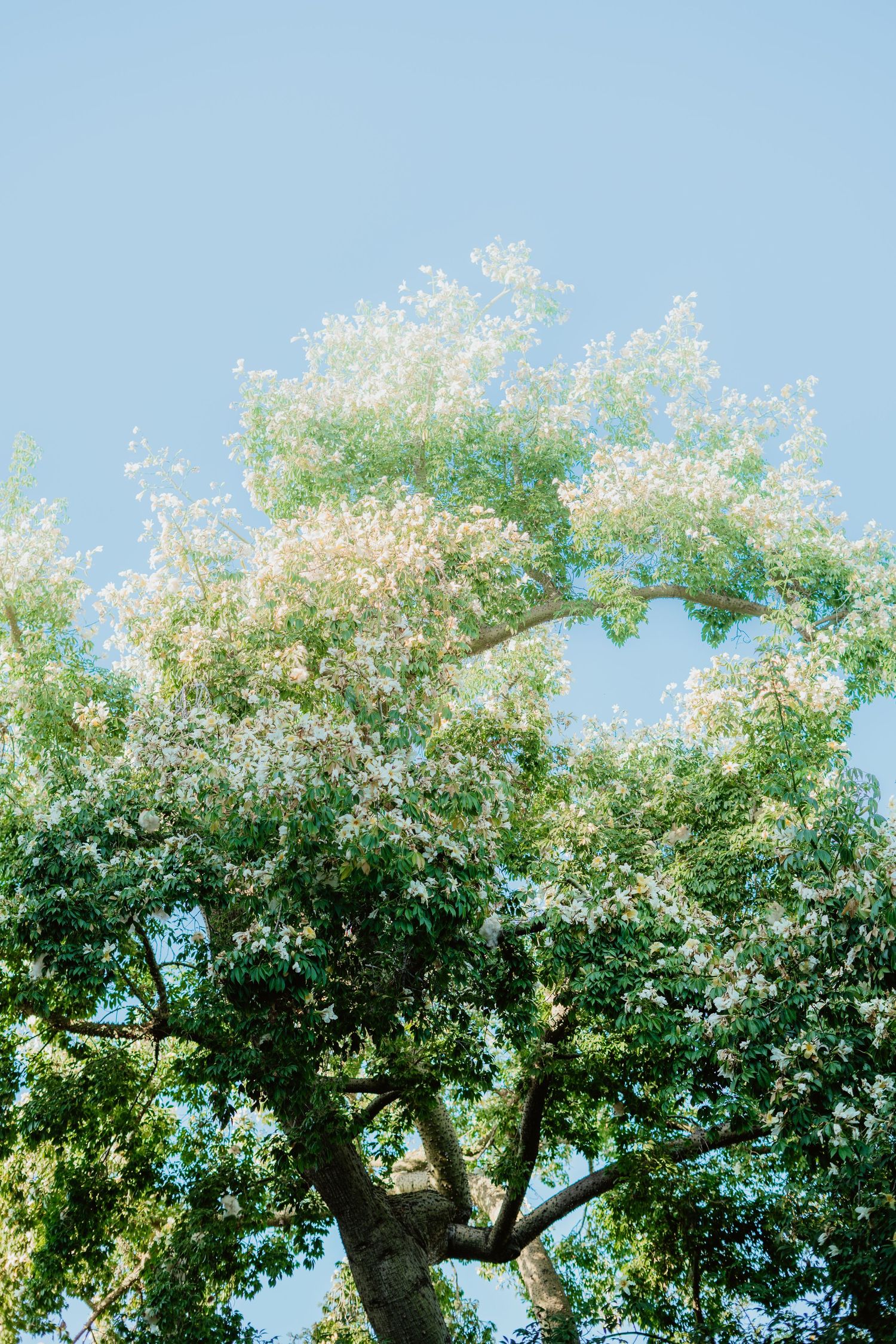 A blooming tree with white flowers and green leaves against a clear blue sky.