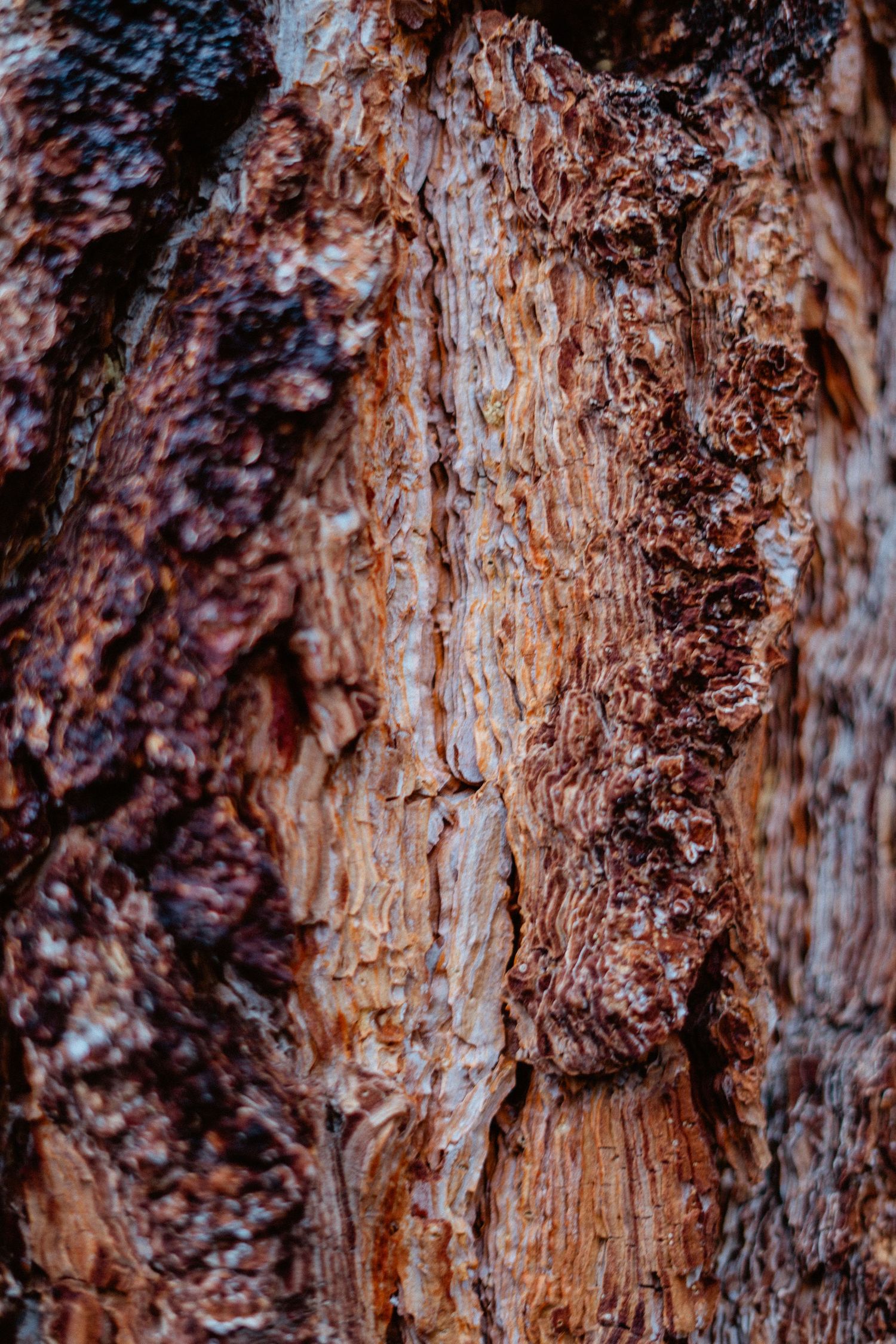 Close-up macro shot of rough textured brown tree bark with natural patterns.