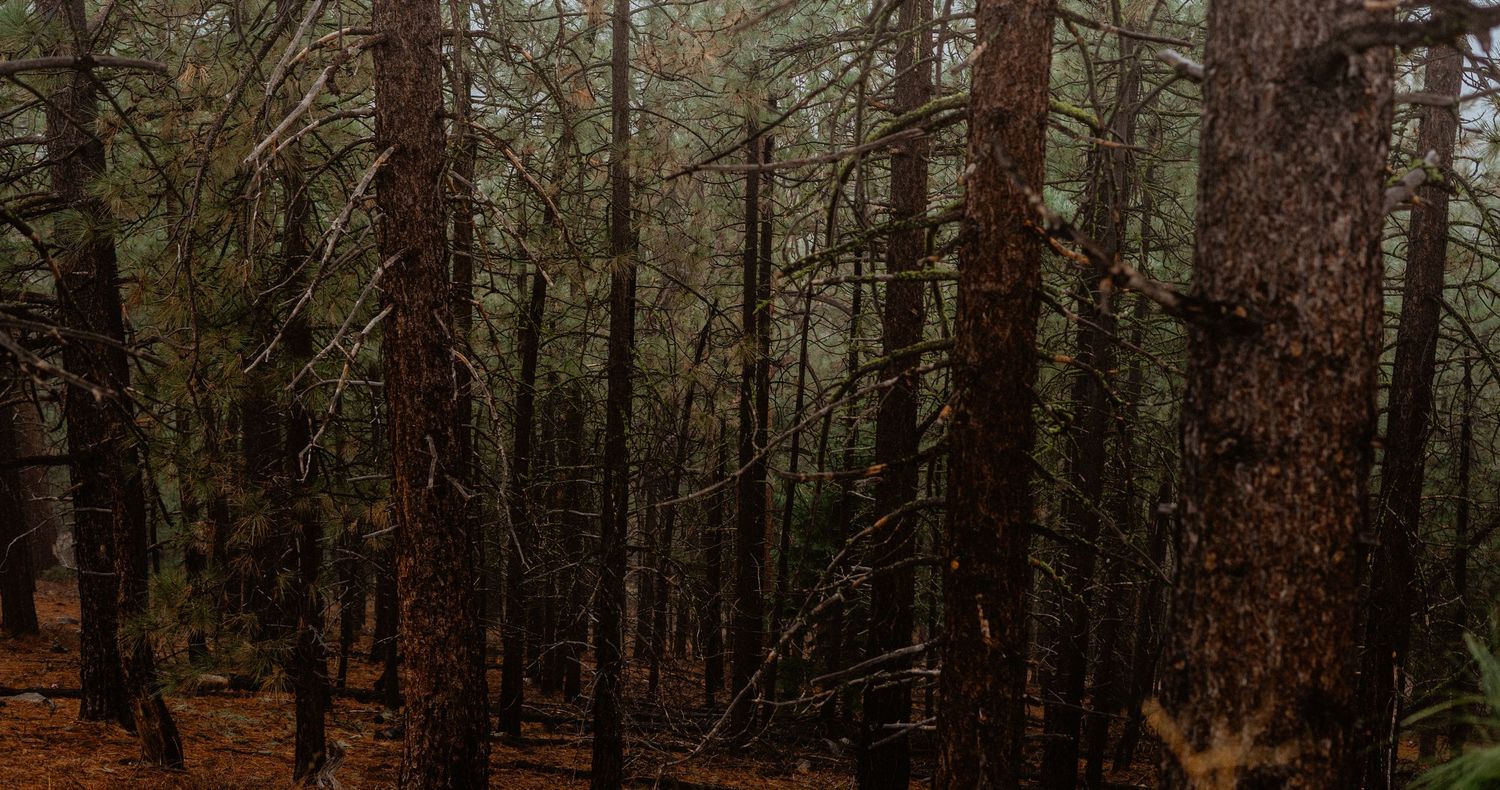 Dark moody forest with tall pine trees and bare branches in misty conditions.