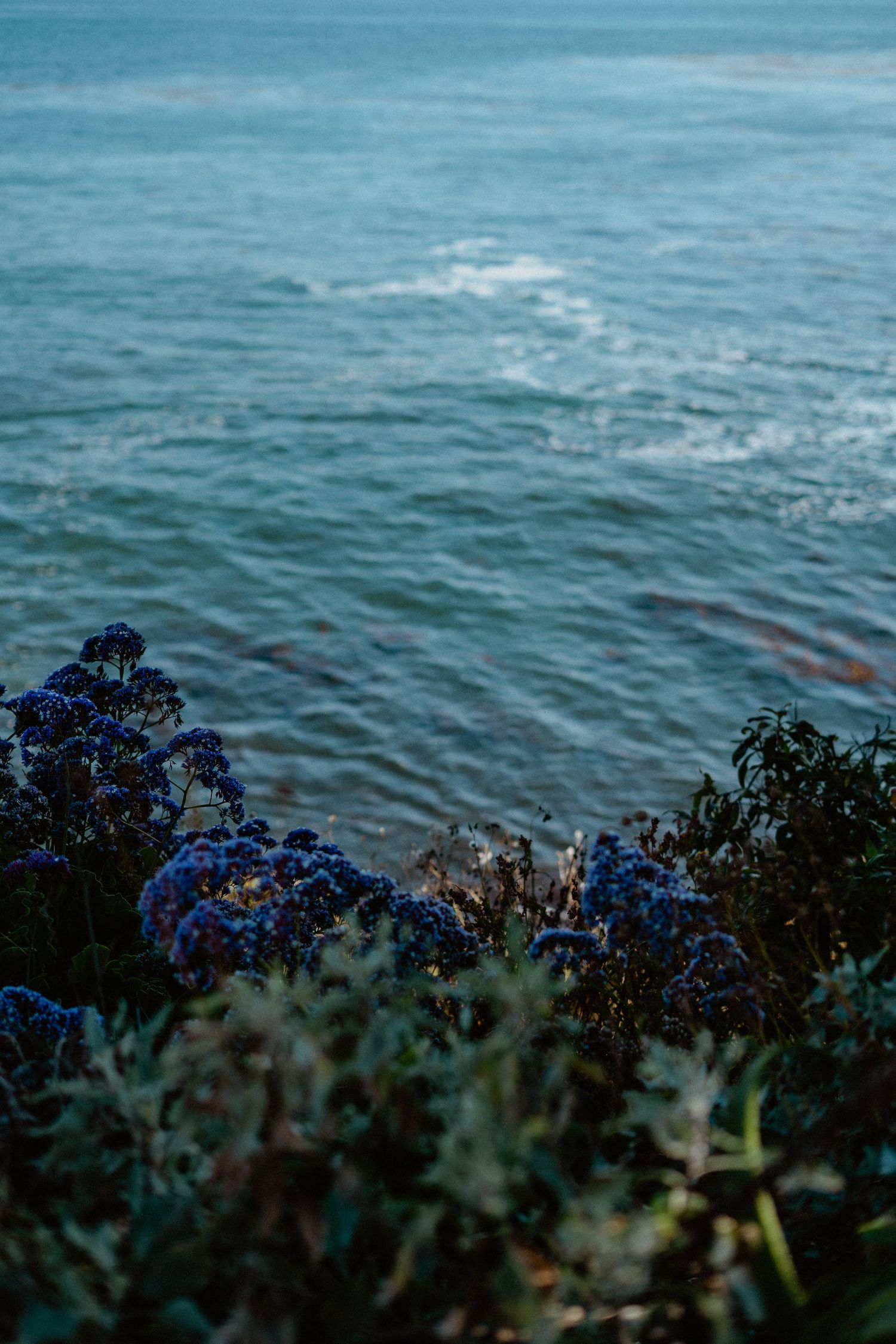 Blue wildflowers on coastal cliff overlooking deep blue ocean waves at dusk.