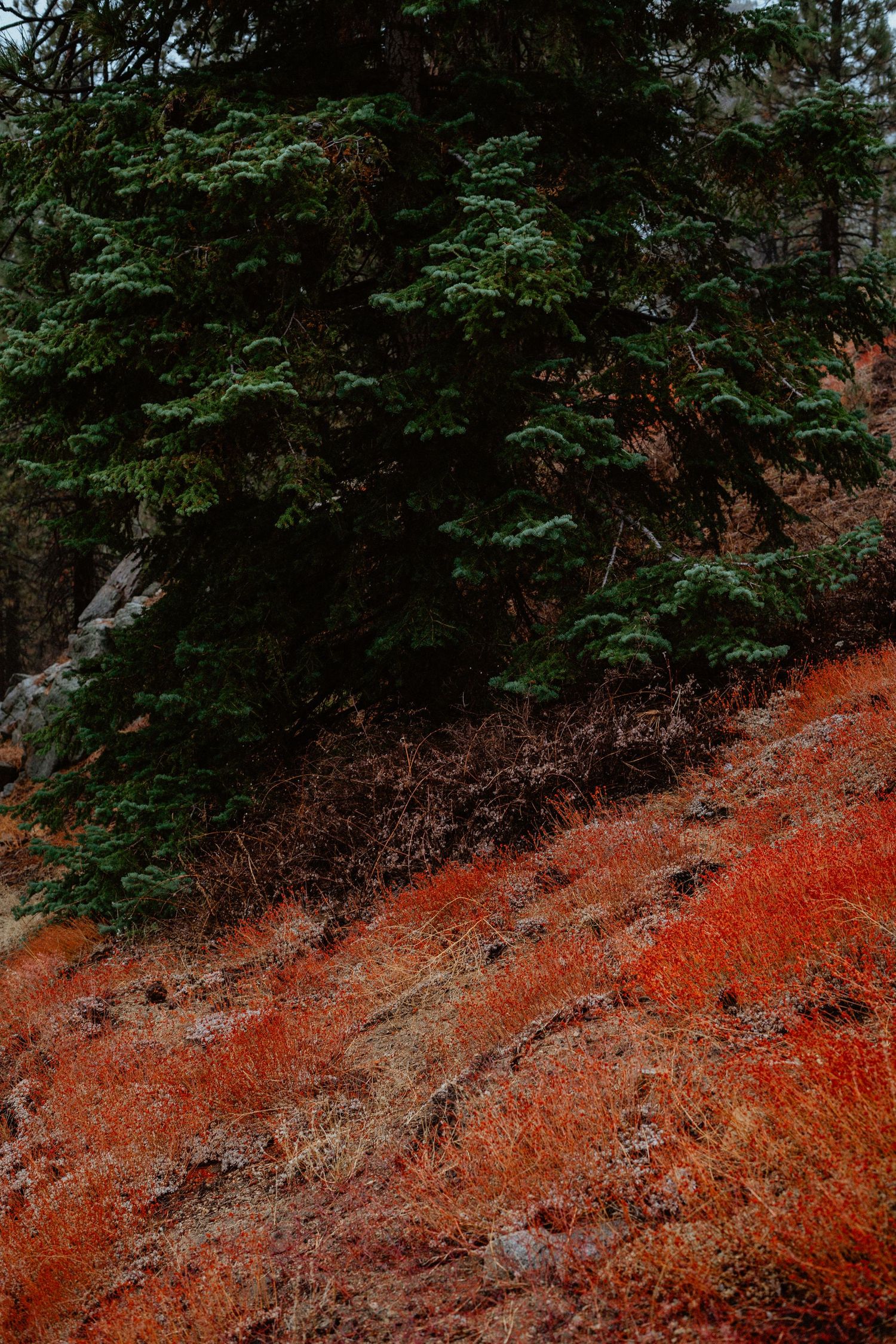 Vibrant red and orange ground cover plants on a hillside beneath green pine trees.