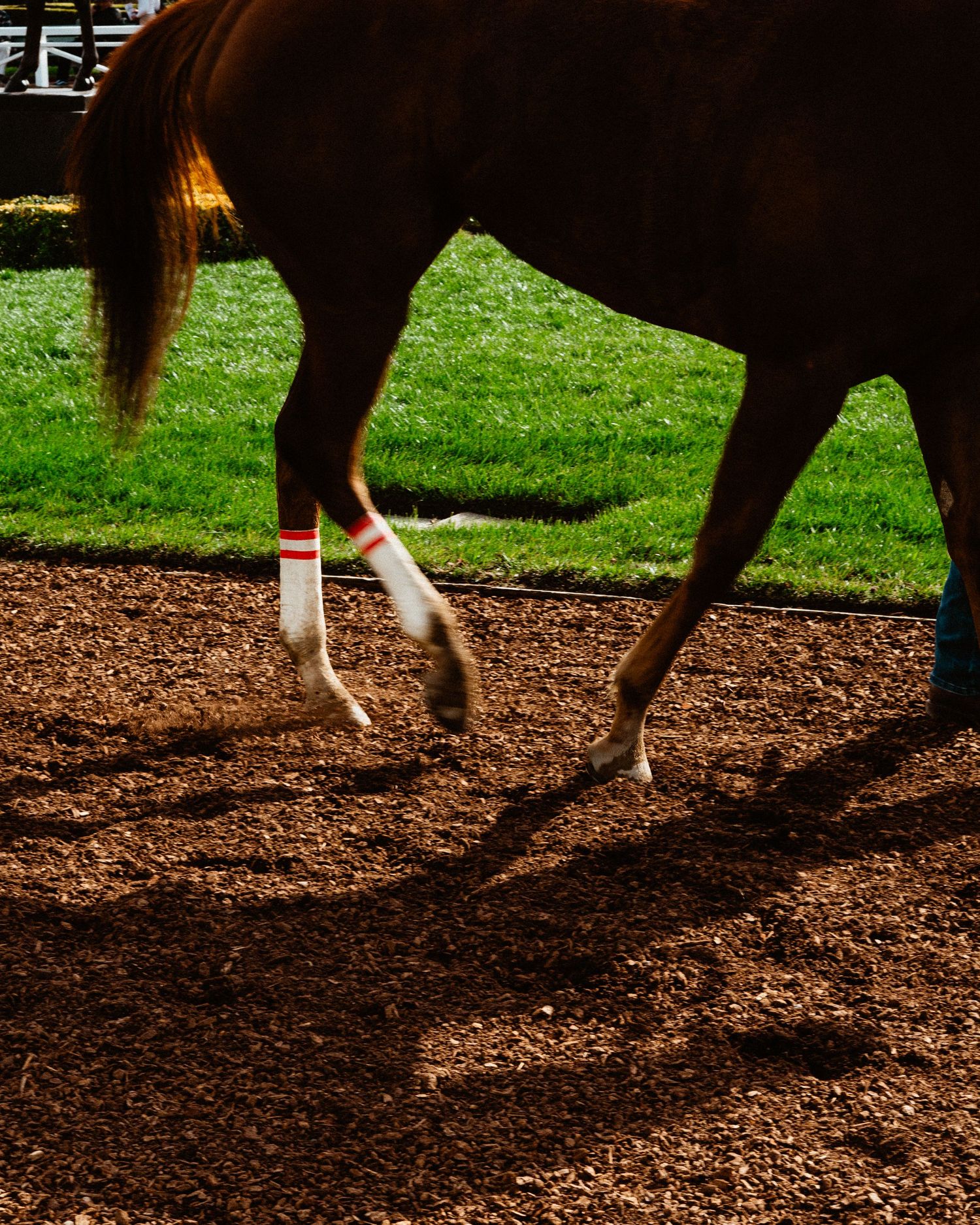 Close-up of a chestnut horse walking on a dirt track with red and white leg wraps.