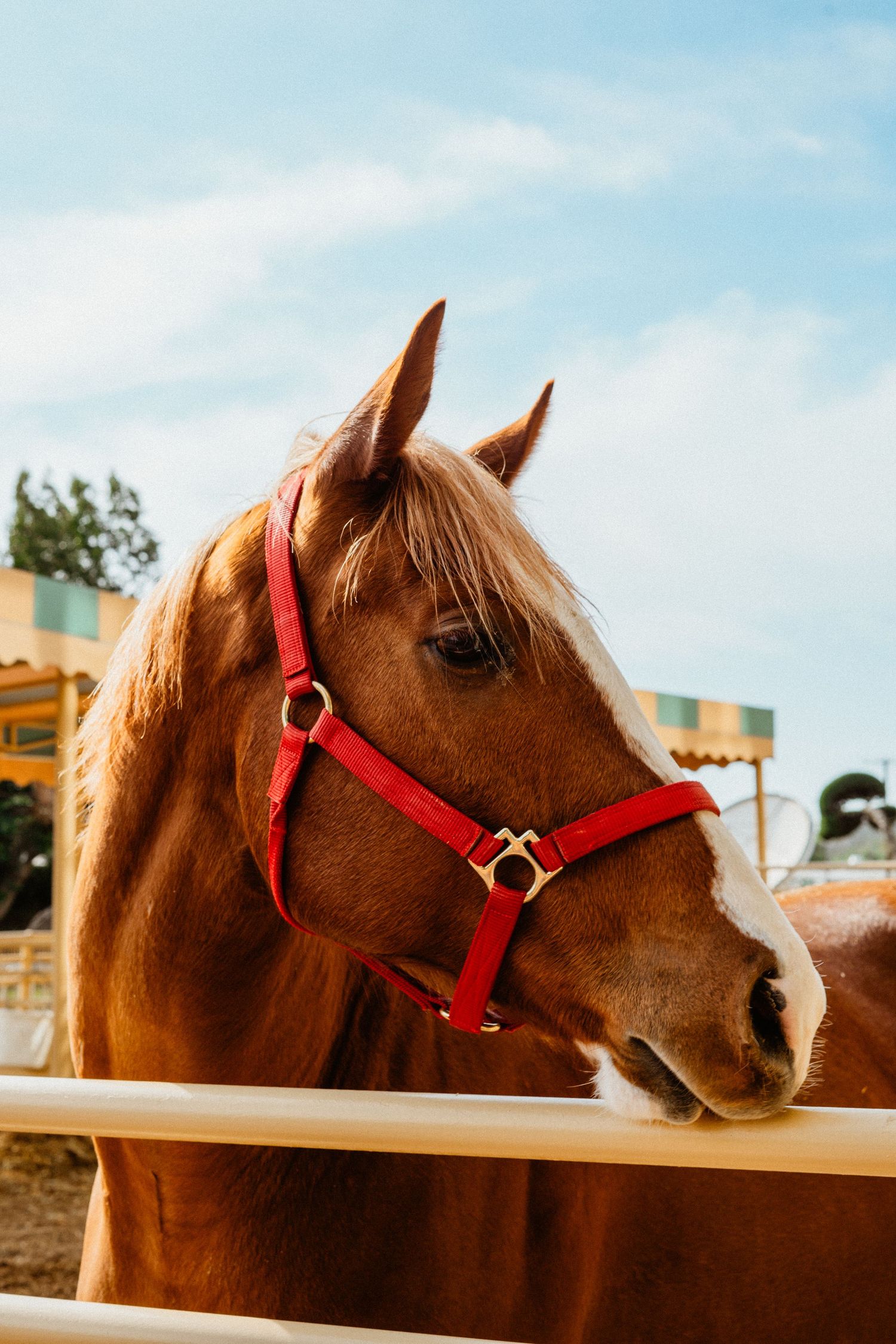 Close-up portrait of a chestnut horse wearing a red halter against a blue sky.