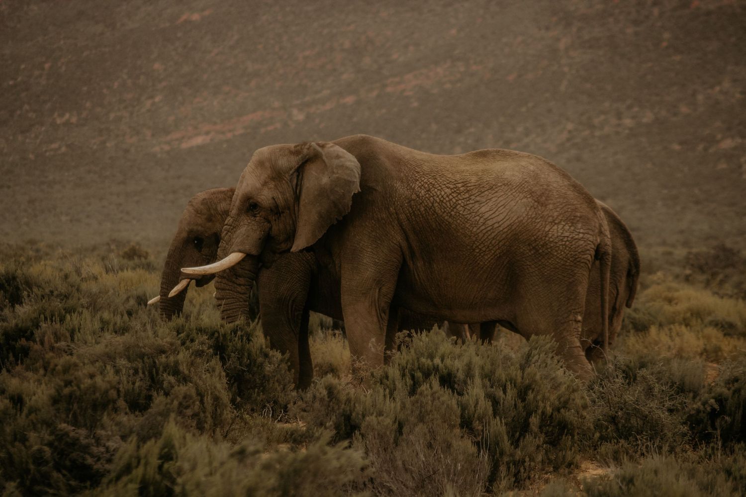 Garden Route
Safari Lodges
Kruger National Park
Johannesburg
UK, Australia, Europe
Cape Town photographer