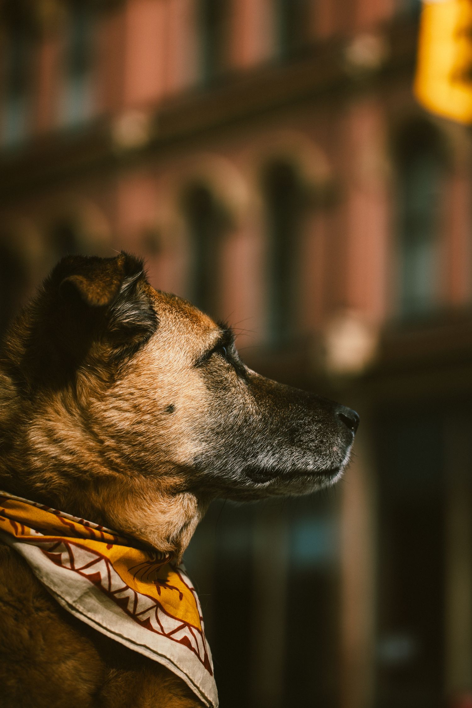 Senior brown dog wearing a patterned bandana sitting outdoors with blurred building background.