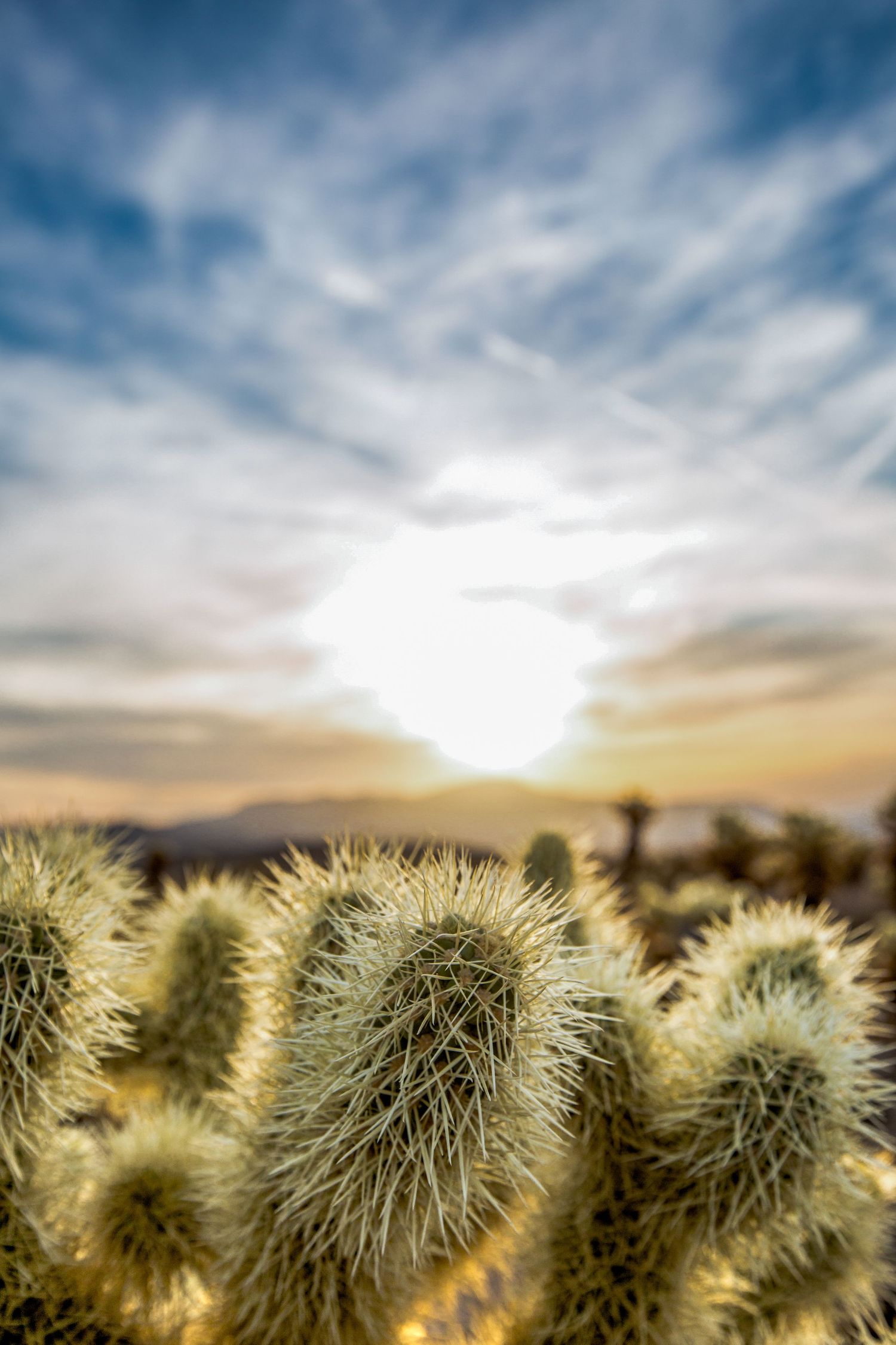 Close-up of spiny cholla cactus backlit by a glowing sunset sky with wispy clouds in the desert.