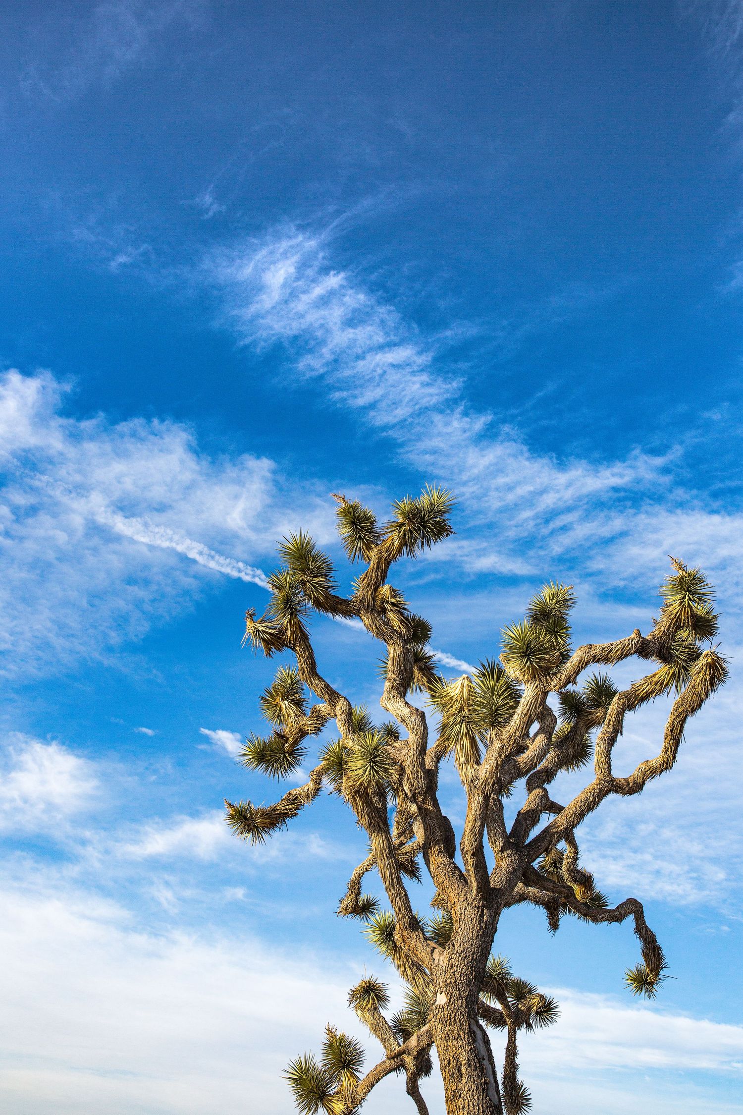 Iconic Joshua tree with twisted branches reaching toward a vivid blue sky with wispy white clouds.