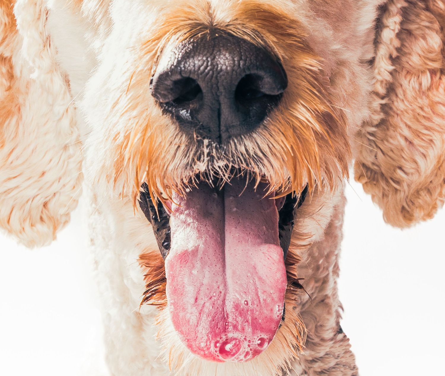 Close-up of a golden retriever with tongue out and black nose against white background.