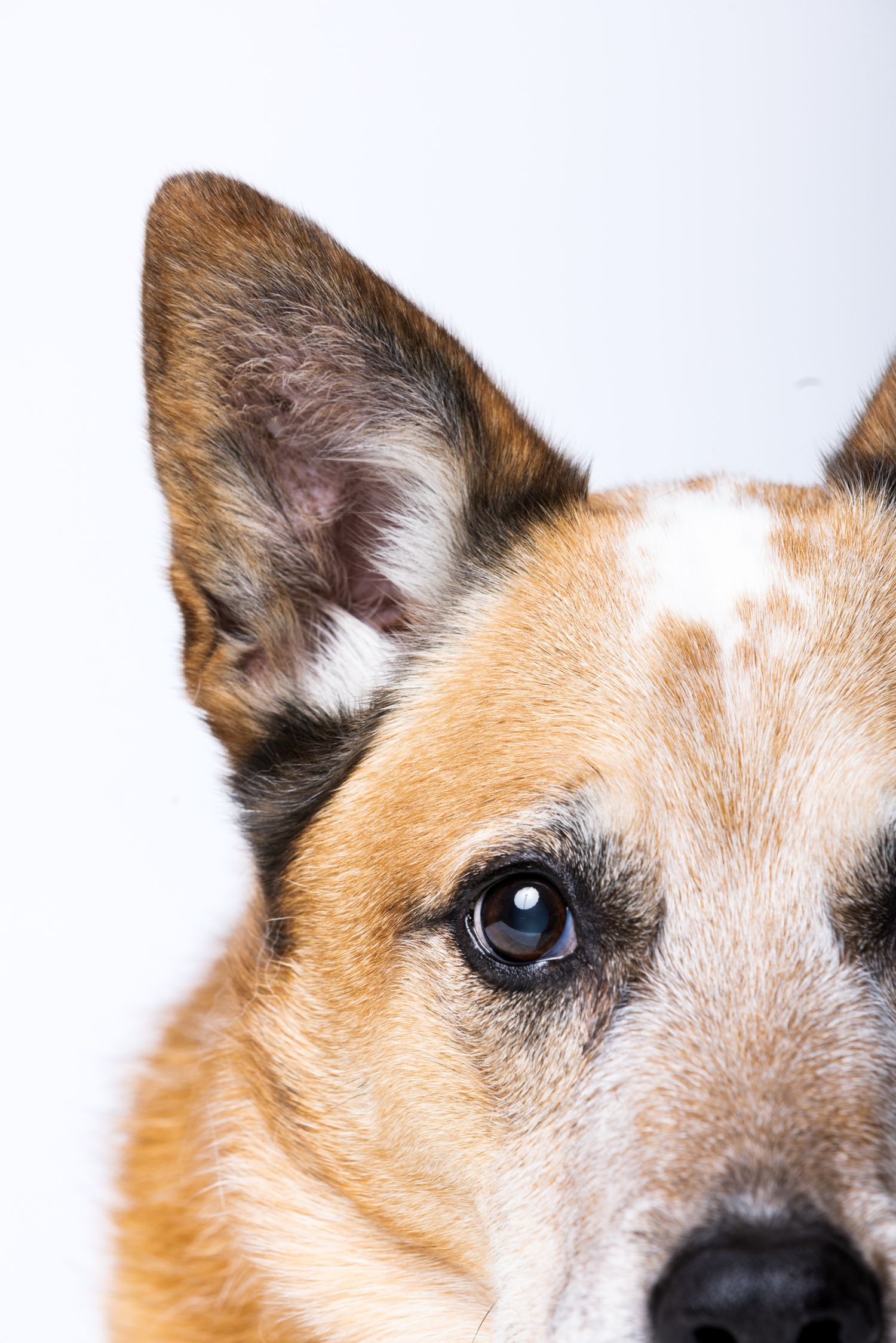 Close-up of a red Australian Cattle Dog's face with one visible blue eye on white background.