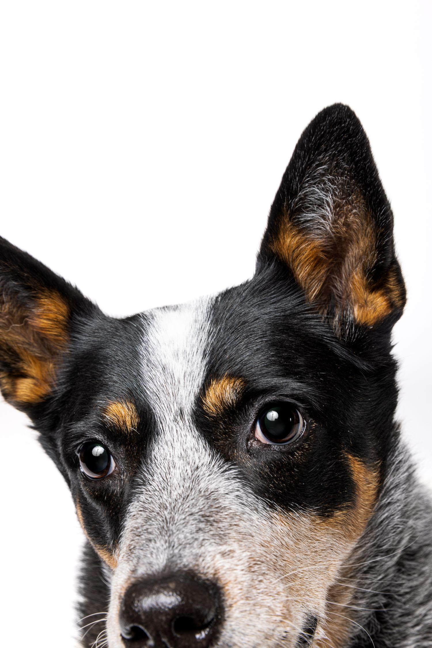Close-up portrait of a tricolor Australian Cattle Dog with alert ears on white background.