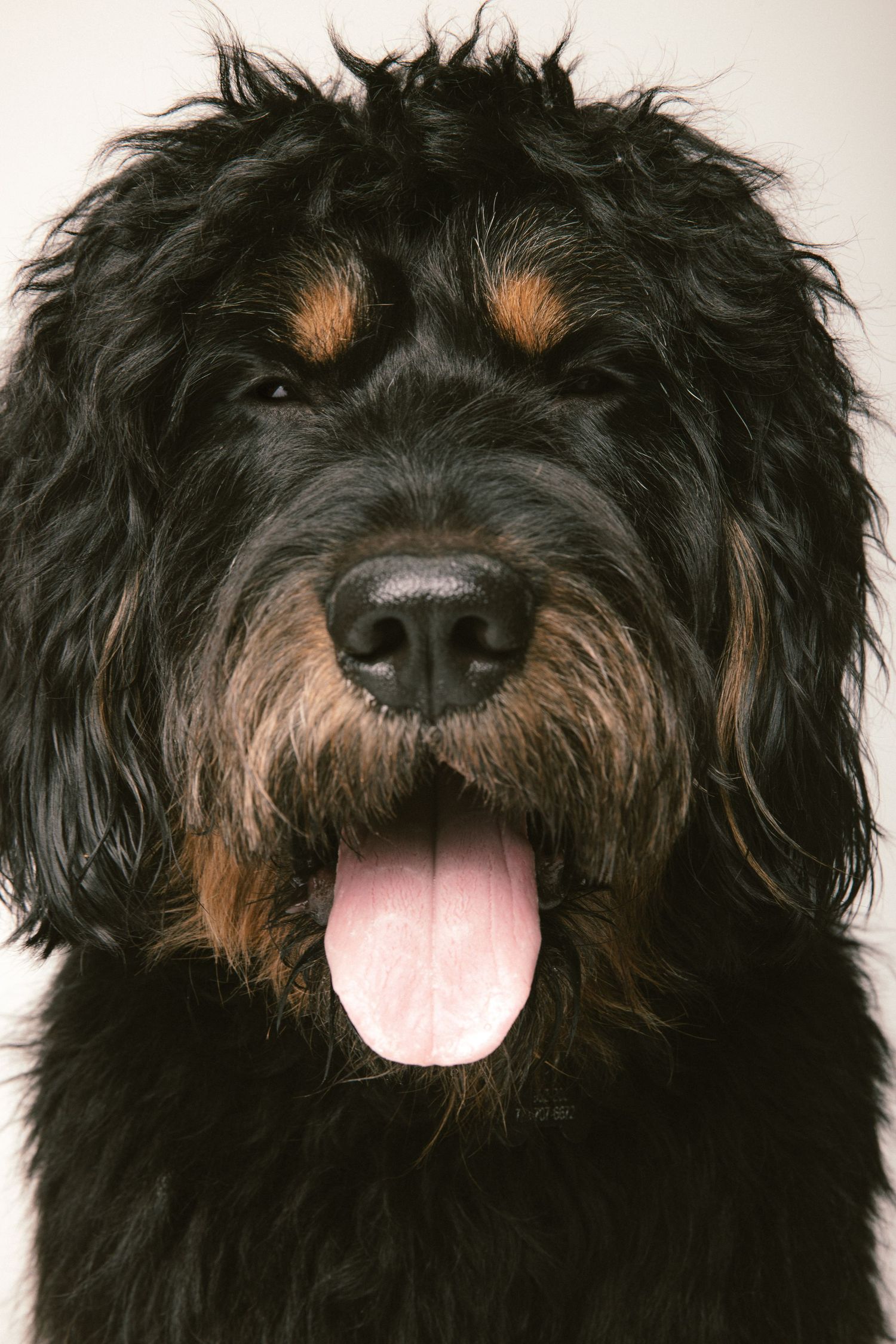 Close-up portrait of a fluffy black and tan Bernedoodle with tongue out on gray background.