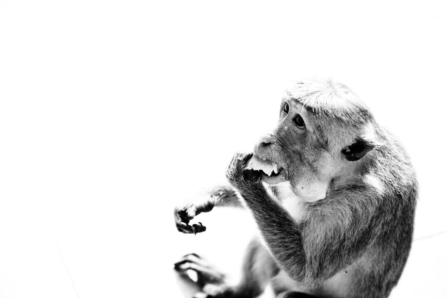Black and white photo of a macaque monkey eating food with its mouth open, showing teeth.