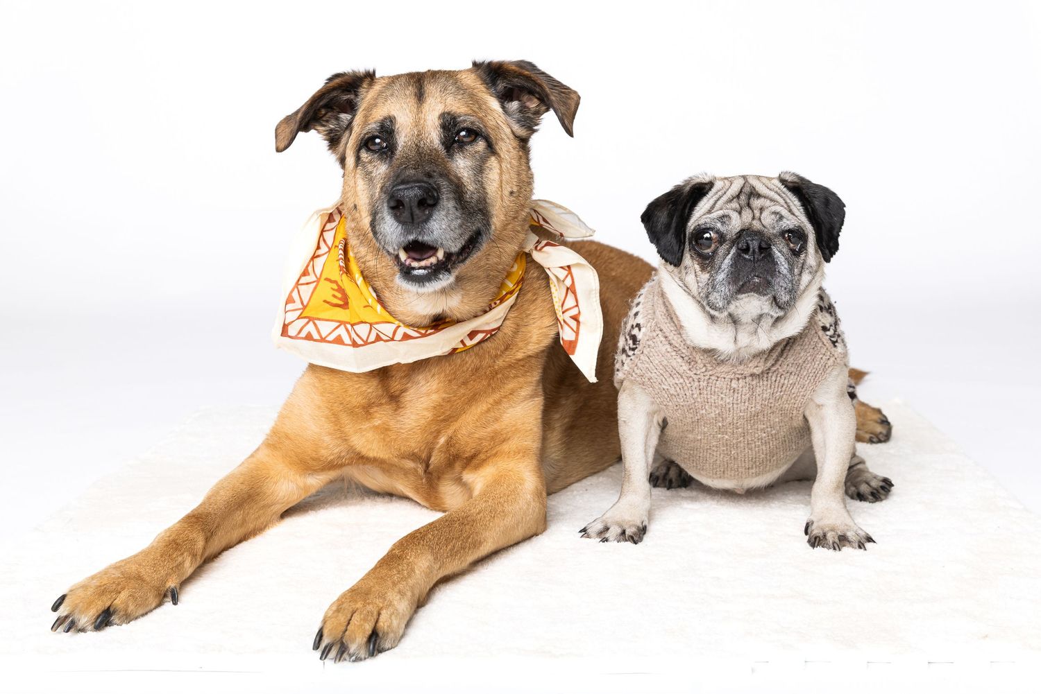 Large brown dog with bandana and pug in sweater posing together on white fluffy rug.