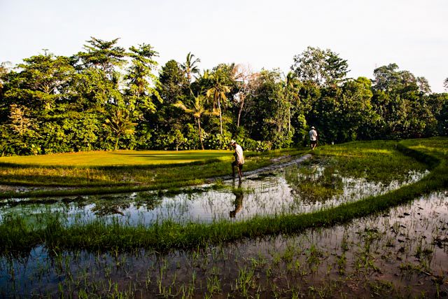 Farmer walking through lush green rice paddies with tropical trees reflecting in flooded fields at golden hour.