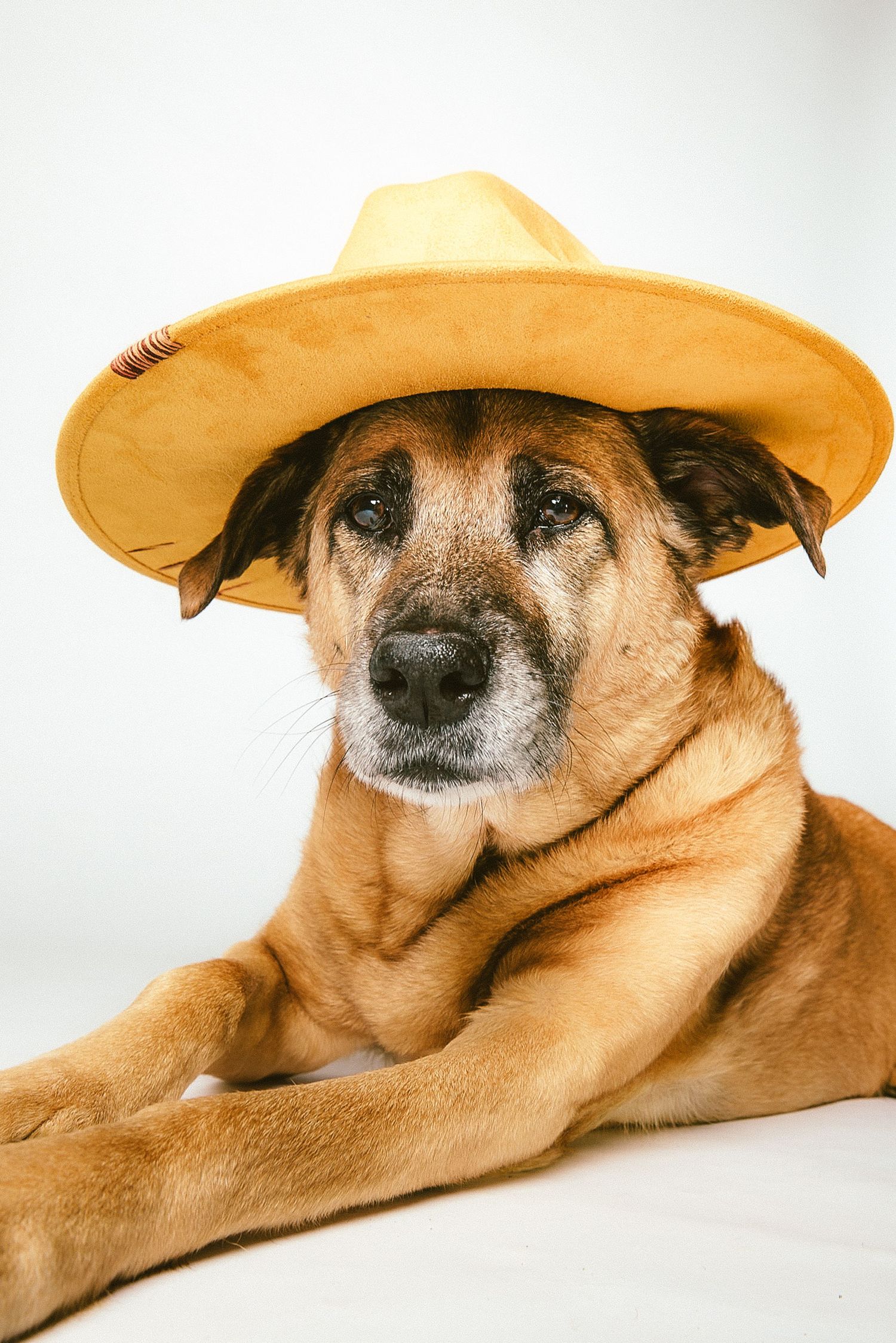 A senior brown dog wearing an oversized yellow sombrero poses on a white background.