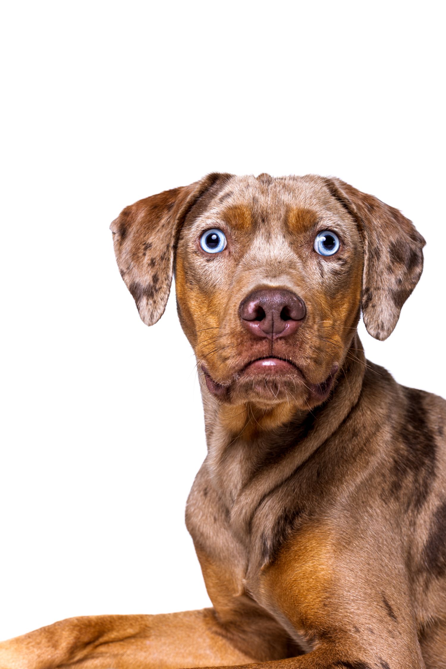 Adorable brown merle puppy with blue eyes looking alert against white background.