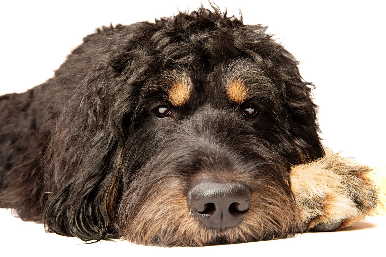 A fluffy black and tan Bernedoodle rests its head on its paws on a white background.