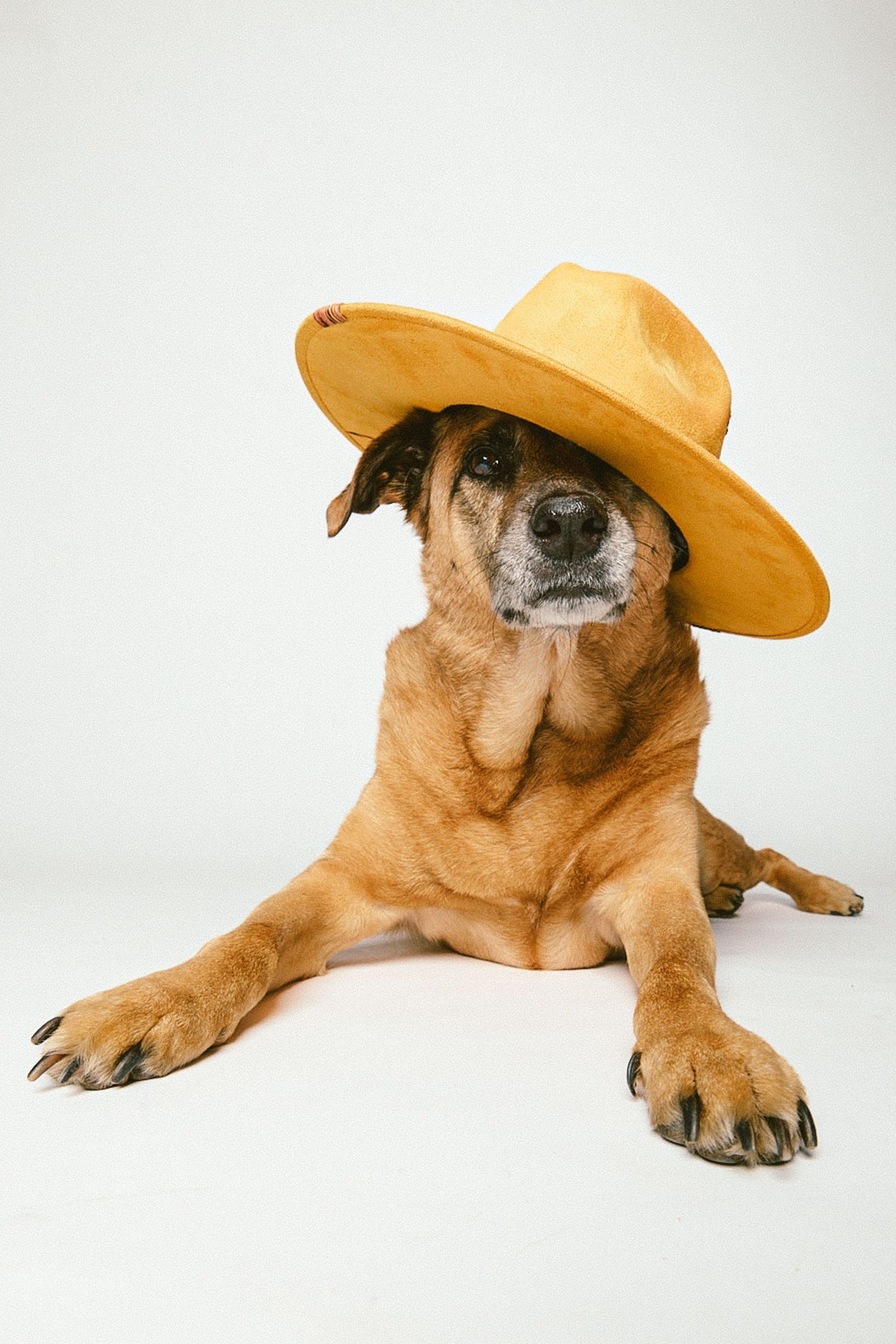 A brown mixed-breed dog wearing a yellow cowboy hat lies on a white background.