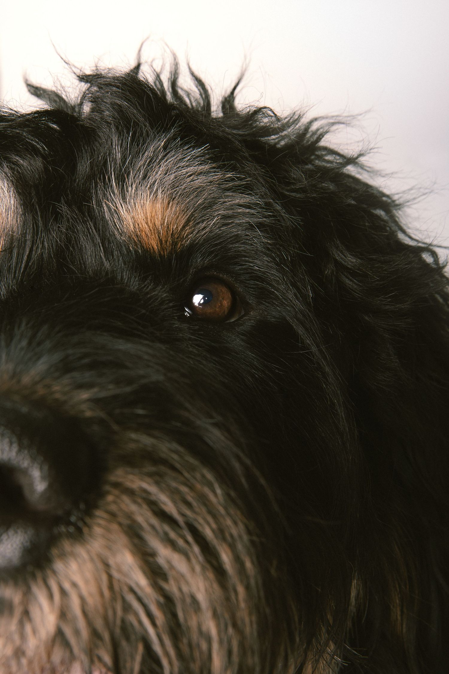 Extreme close-up of a shaggy black Bernedoodle's eye and face on a light background.