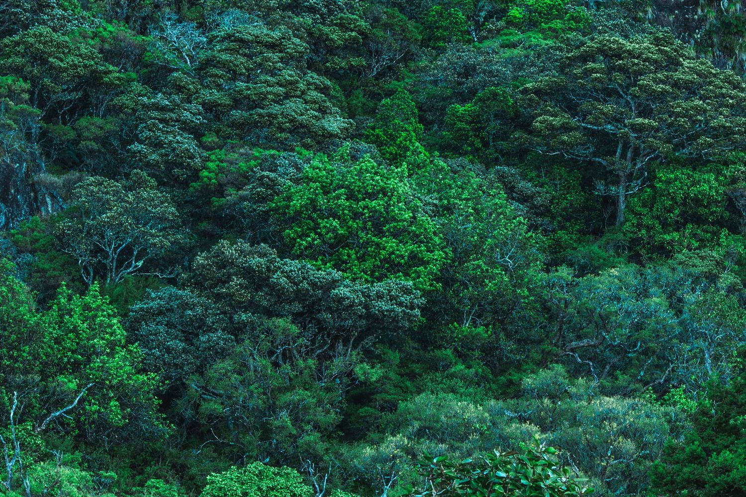 Dense tropical rainforest canopy with lush green trees covering a hillside in rich emerald tones.