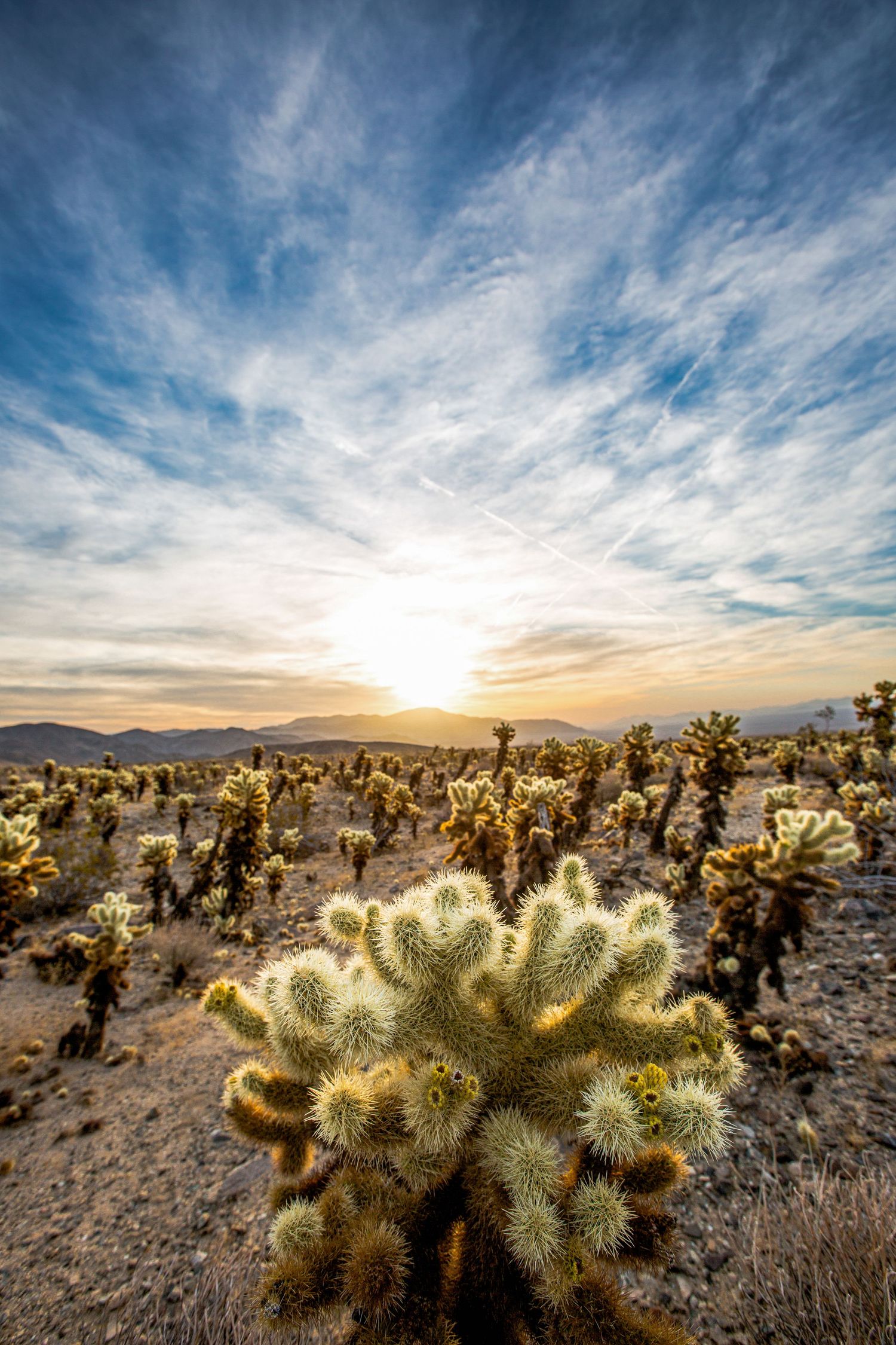 Cholla cactus garden glowing at sunset with dramatic clouds and warm light in Joshua Tree National Park.