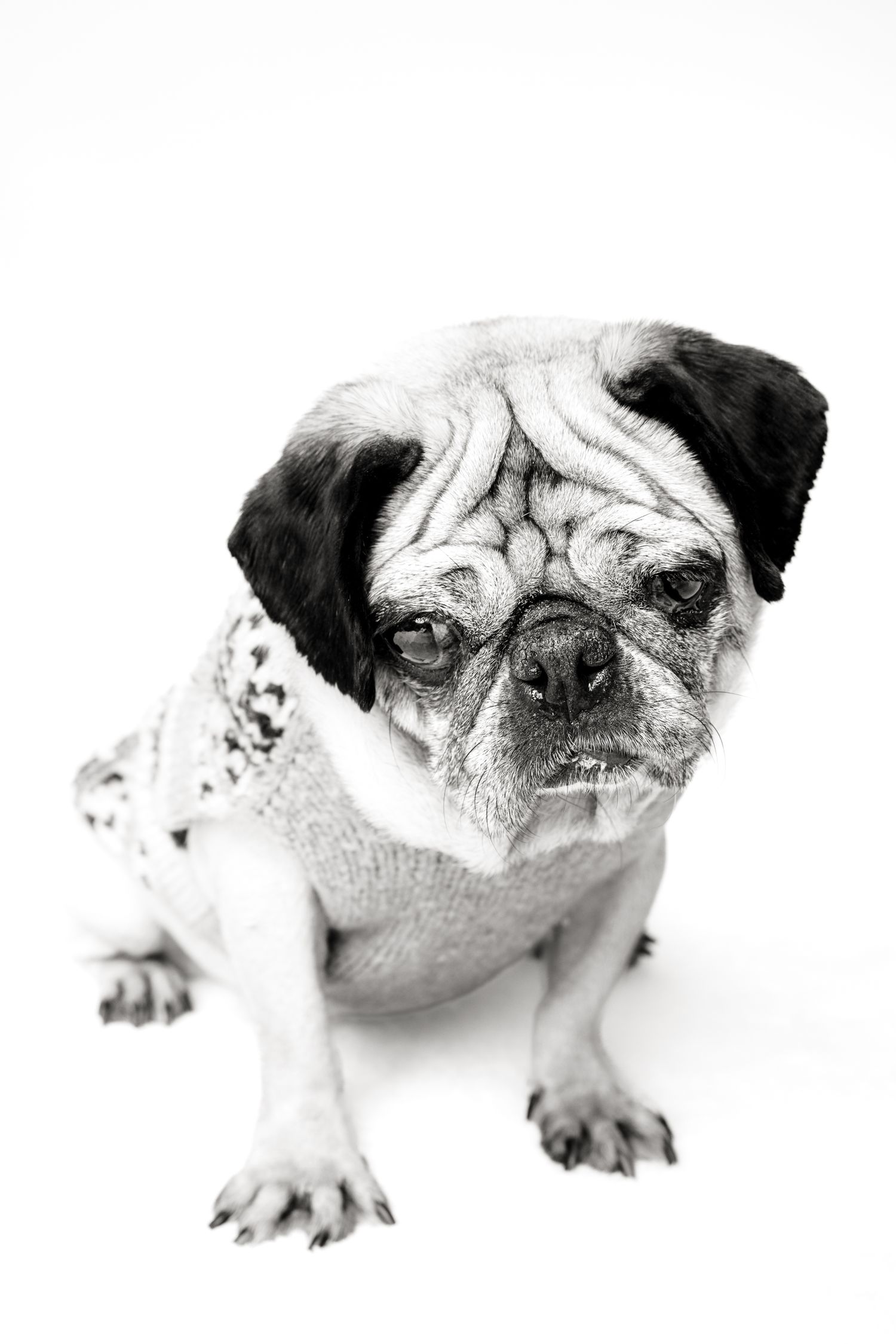 Black and white portrait of a wrinkled pug wearing a knit sweater on white background.