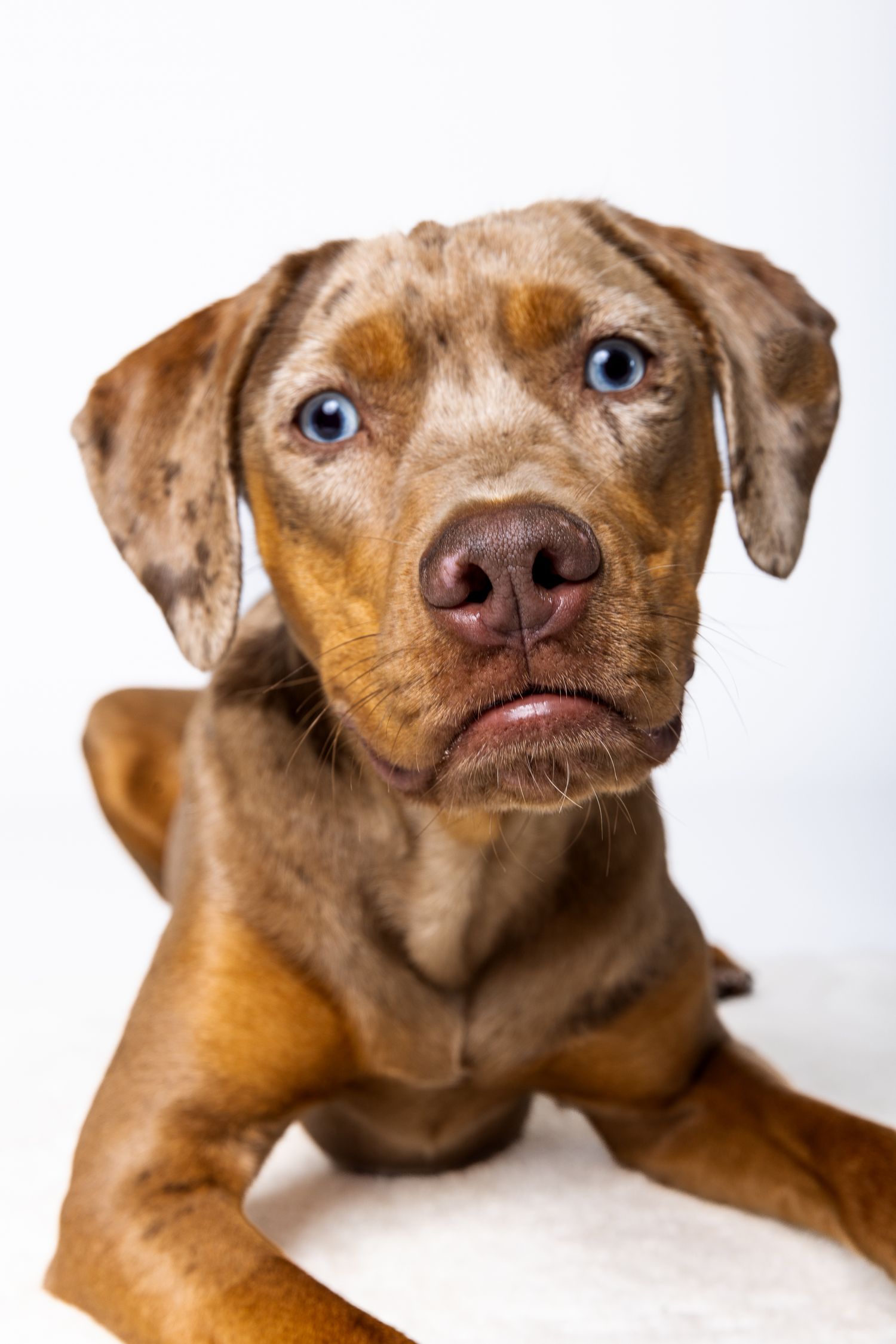 Close-up of a merle puppy with blue eyes lying down on white background.