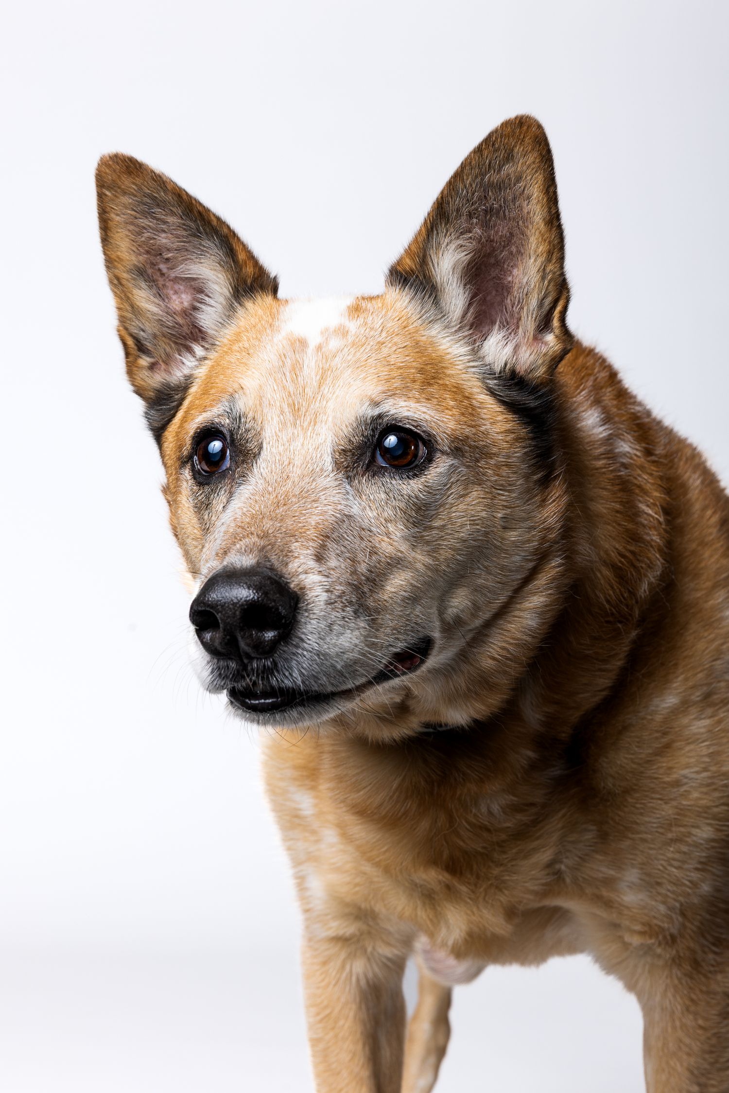 Portrait of a mature red Australian Cattle Dog with alert ears standing on white background.