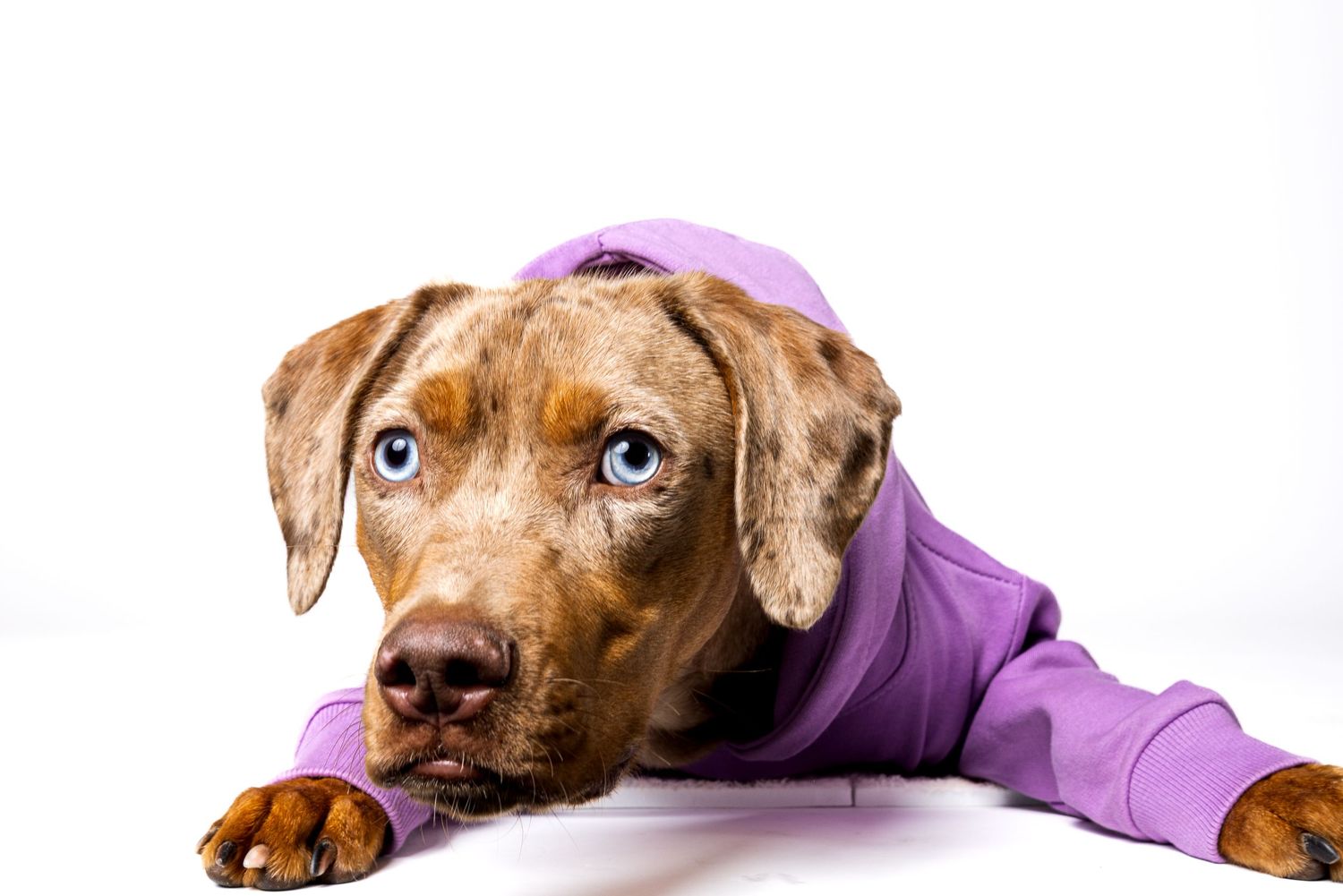 A brown Weimaraner puppy with blue eyes wearing a purple hoodie lies on a white background.