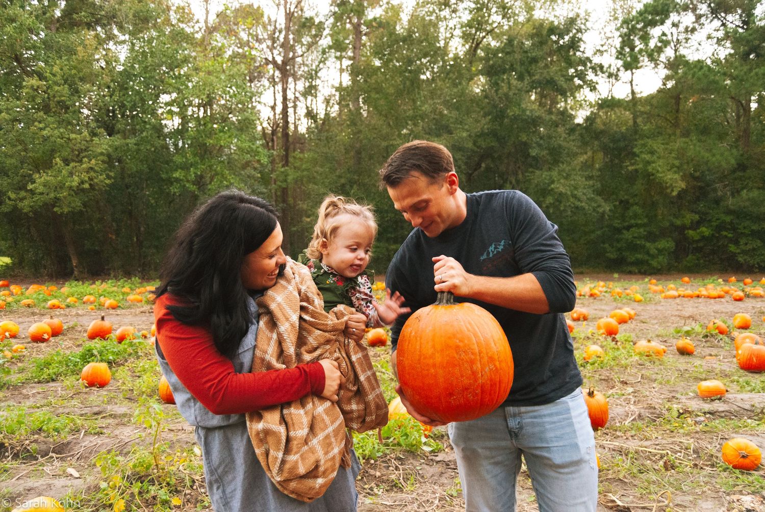 Family with toddler picks a large orange pumpkin in a sunny autumn pumpkin patch.