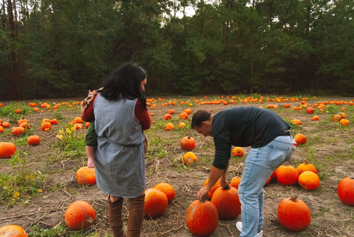 Couple selects pumpkins in a field filled with bright orange pumpkins near a forest.