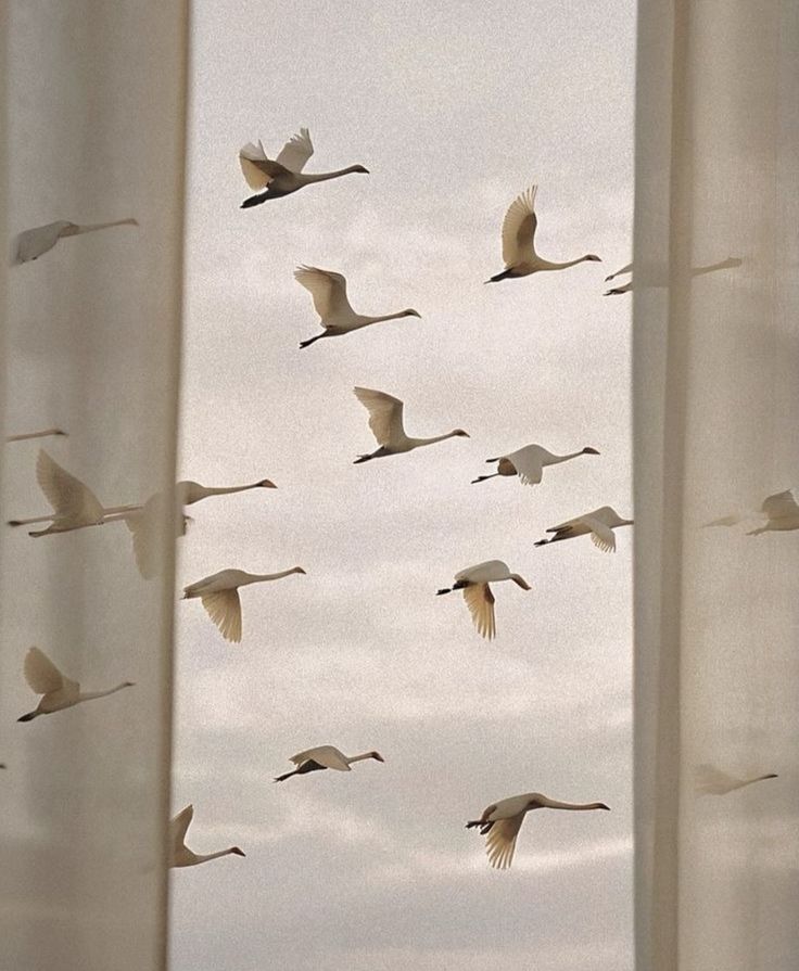 Flock of cranes flying in cloudy sky viewed through a sheer curtained window.