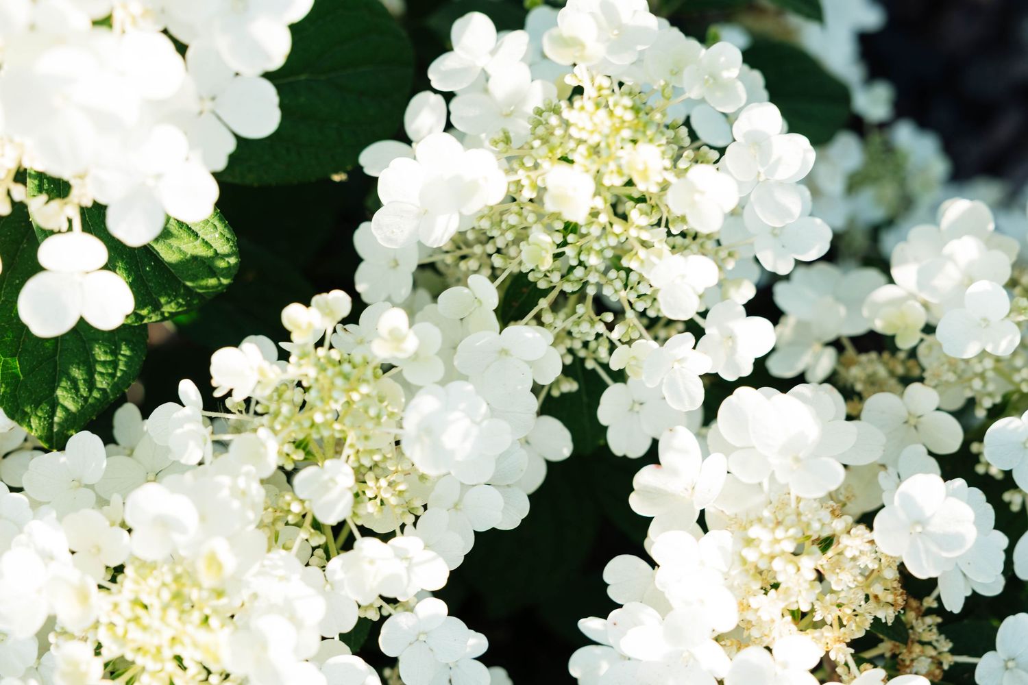 Close-up of delicate white hydrangea blooms with lush green leaves in natural sunlight.