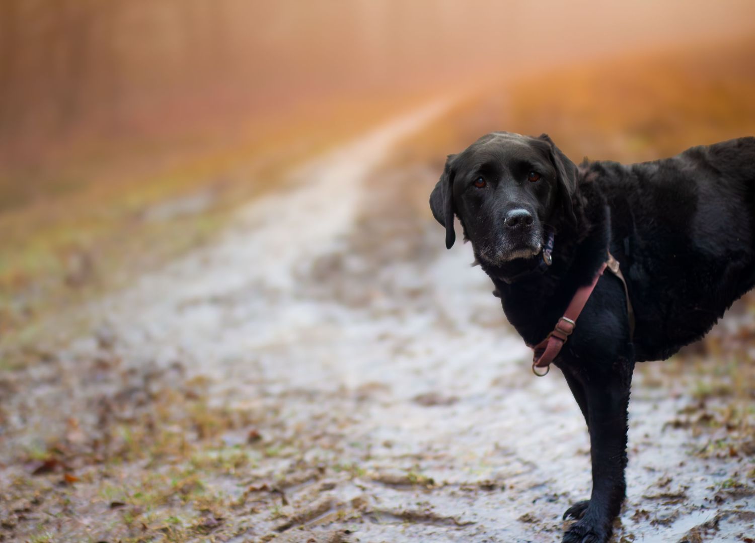 Black dog walking on wet path through fallen autumn leaves.