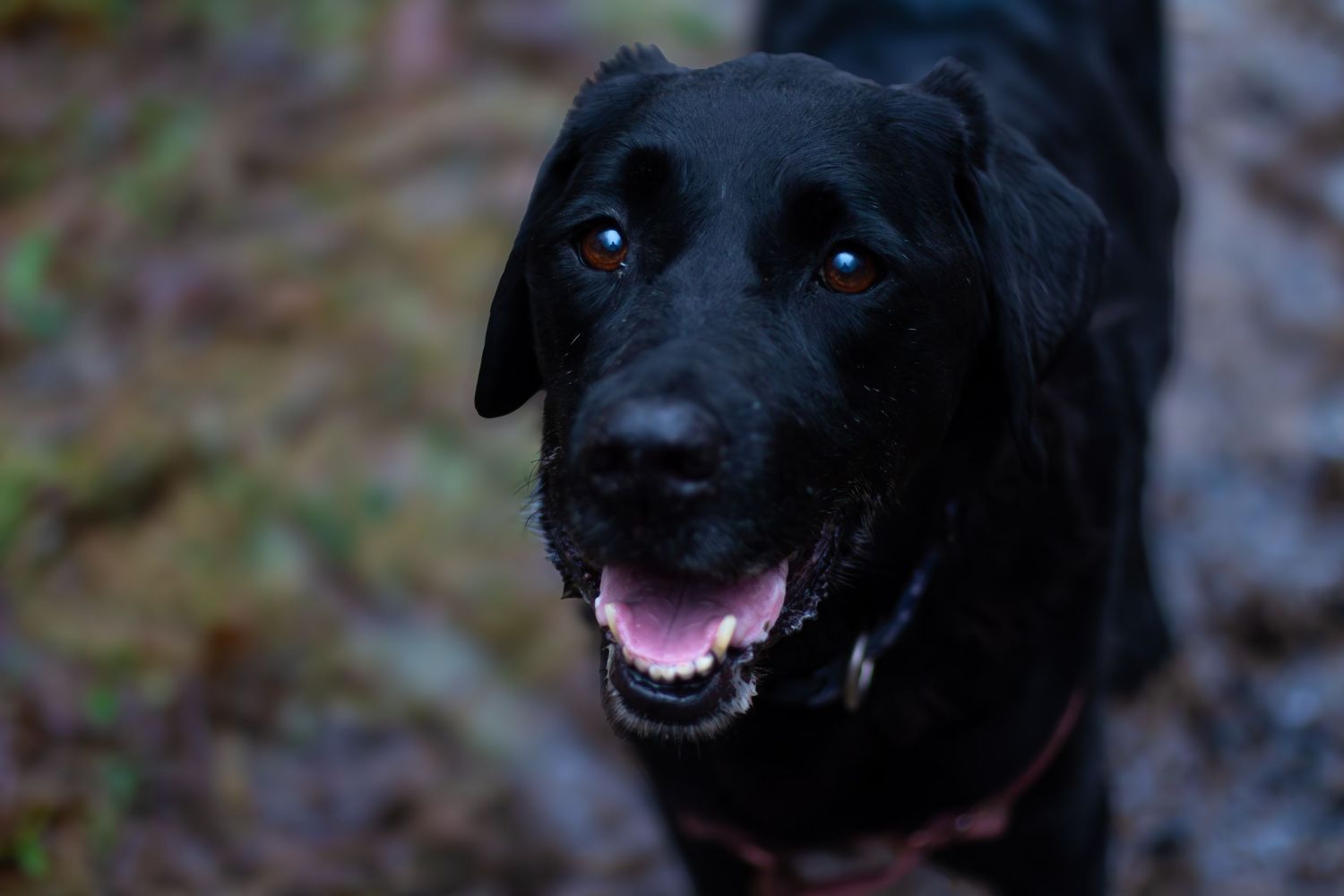 Portrait of happy black dog showing bright eyes and friendly expression.