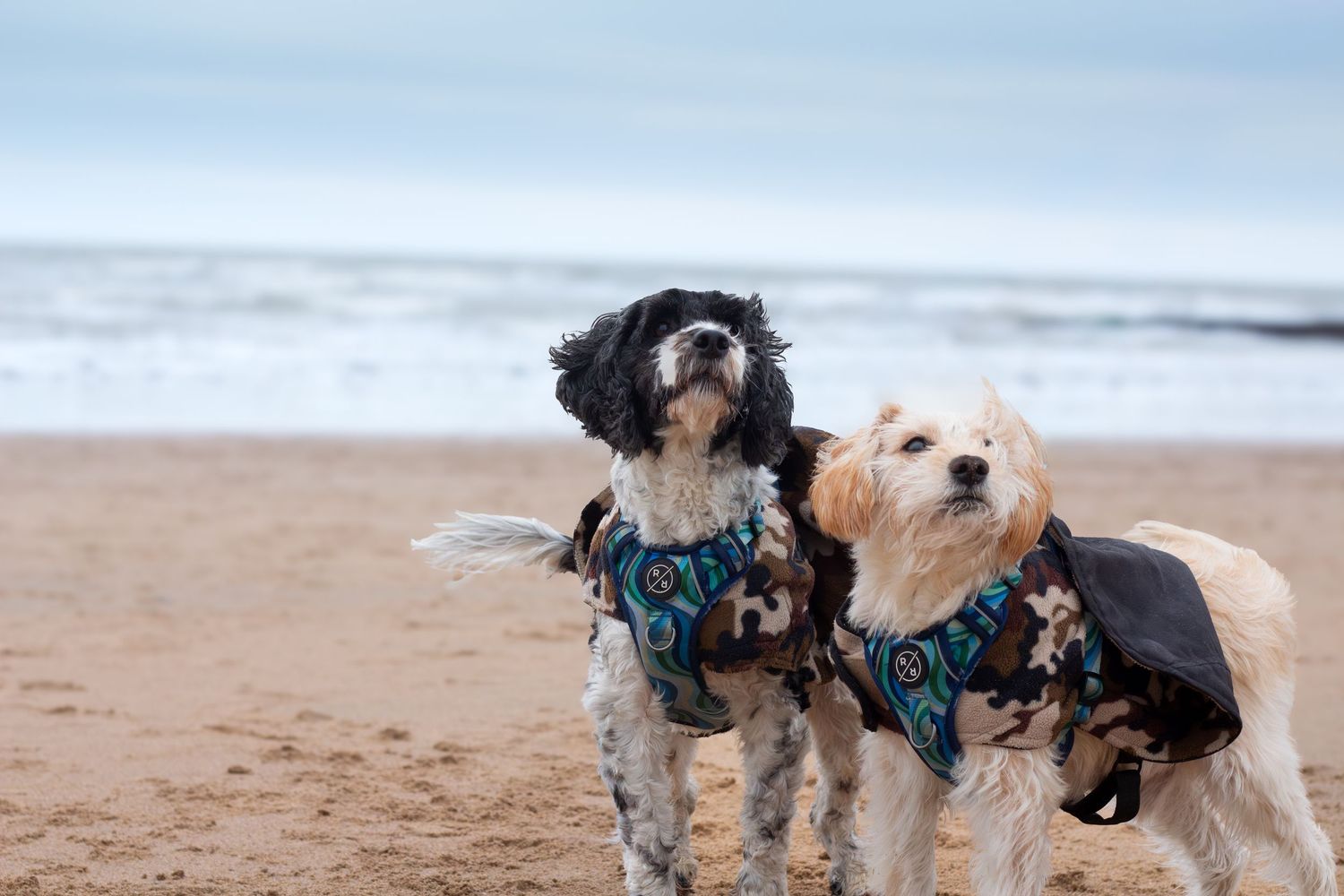 Pack of mixed breed dogs enjoying playtime together on a beach.
