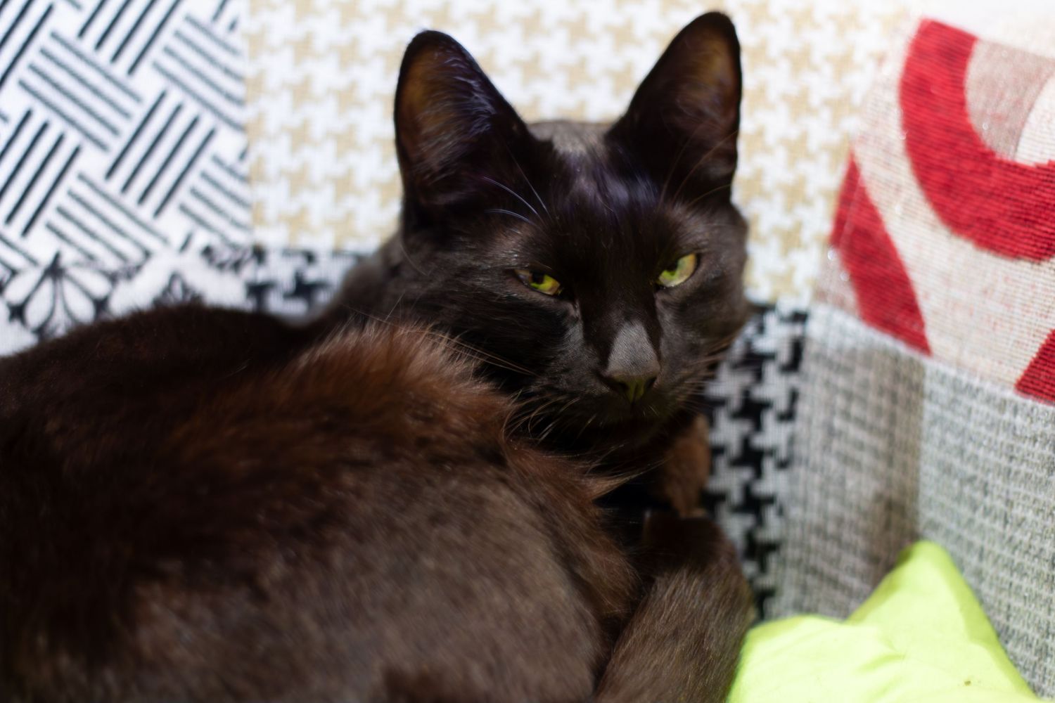 Black cat lounging on a patterned geometric pillow or cushion.