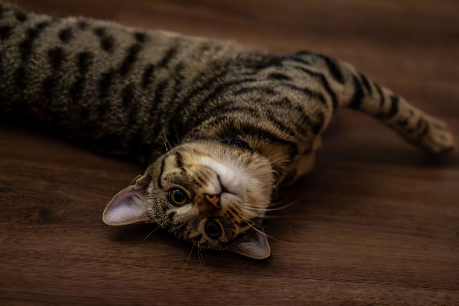 Striped tabby cat lounging on wooden floor in dim lighting.