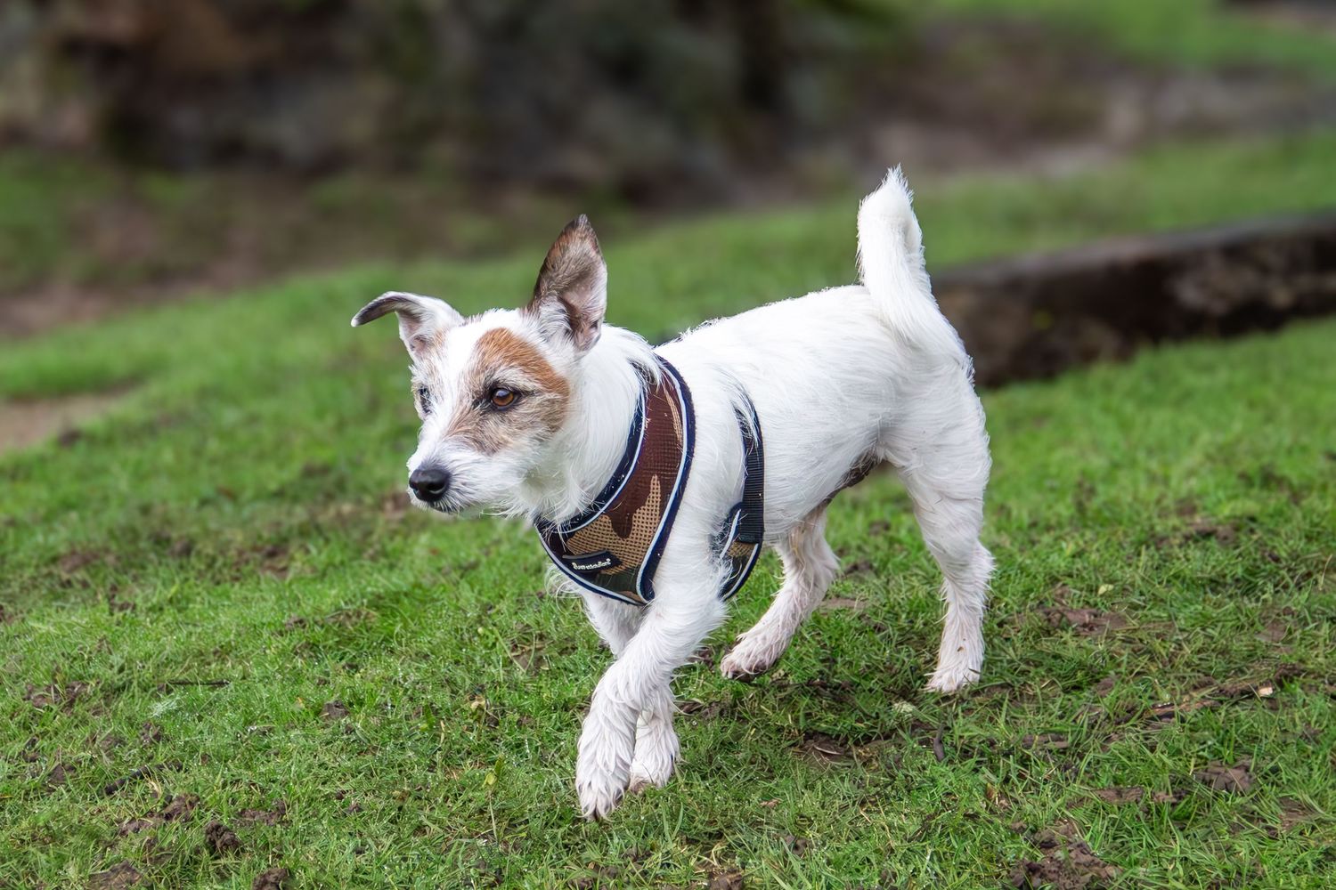 Small white terrier dogs playing and running on green grass in sequence.