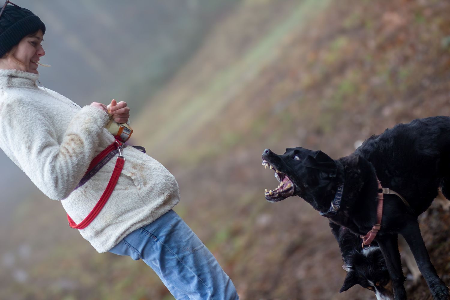 Black dog playing and running with person in casual clothing outdoors.