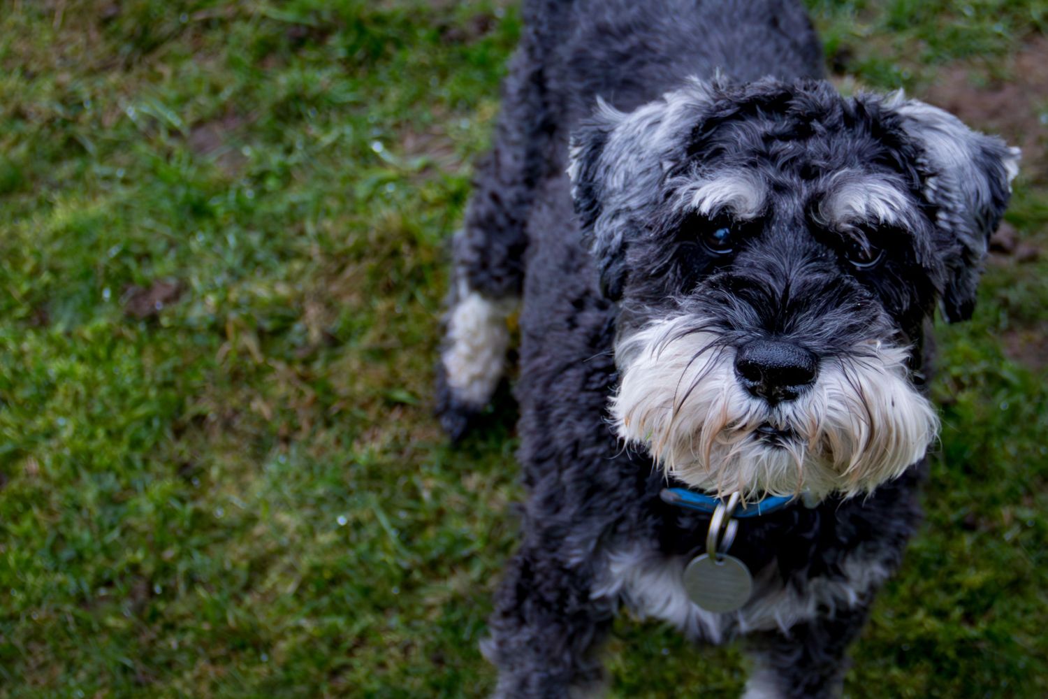 A series of close-up shots showing a black and white miniature schnauzer dog with scruffy fur and expressive eyes.