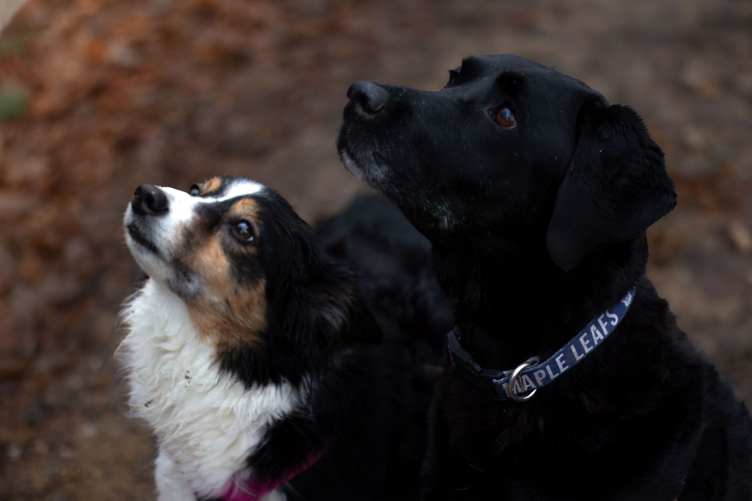 Close up portrait of a black and white dog with collar looking to the side.