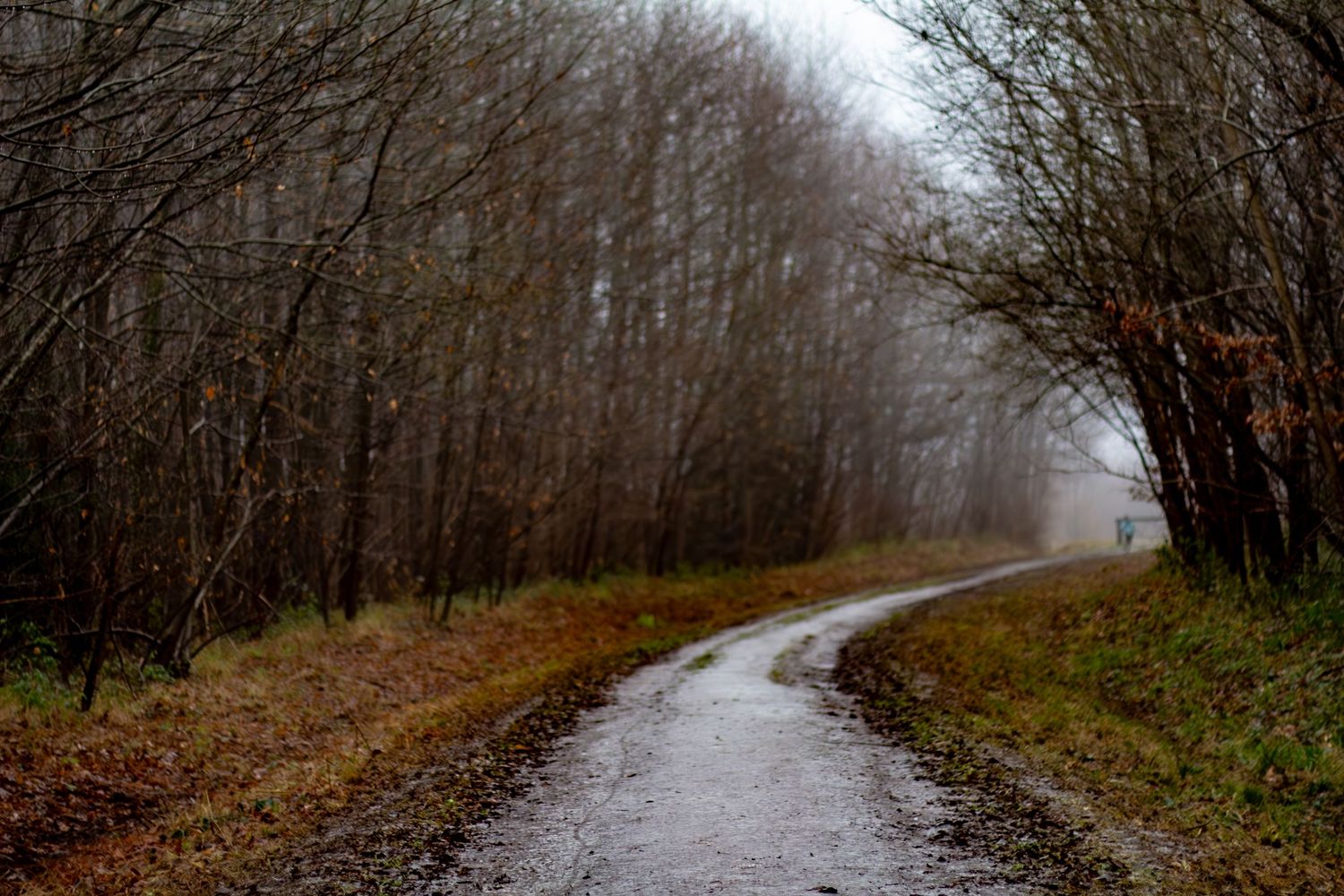 Winding dirt path through bare winter trees on a misty morning.