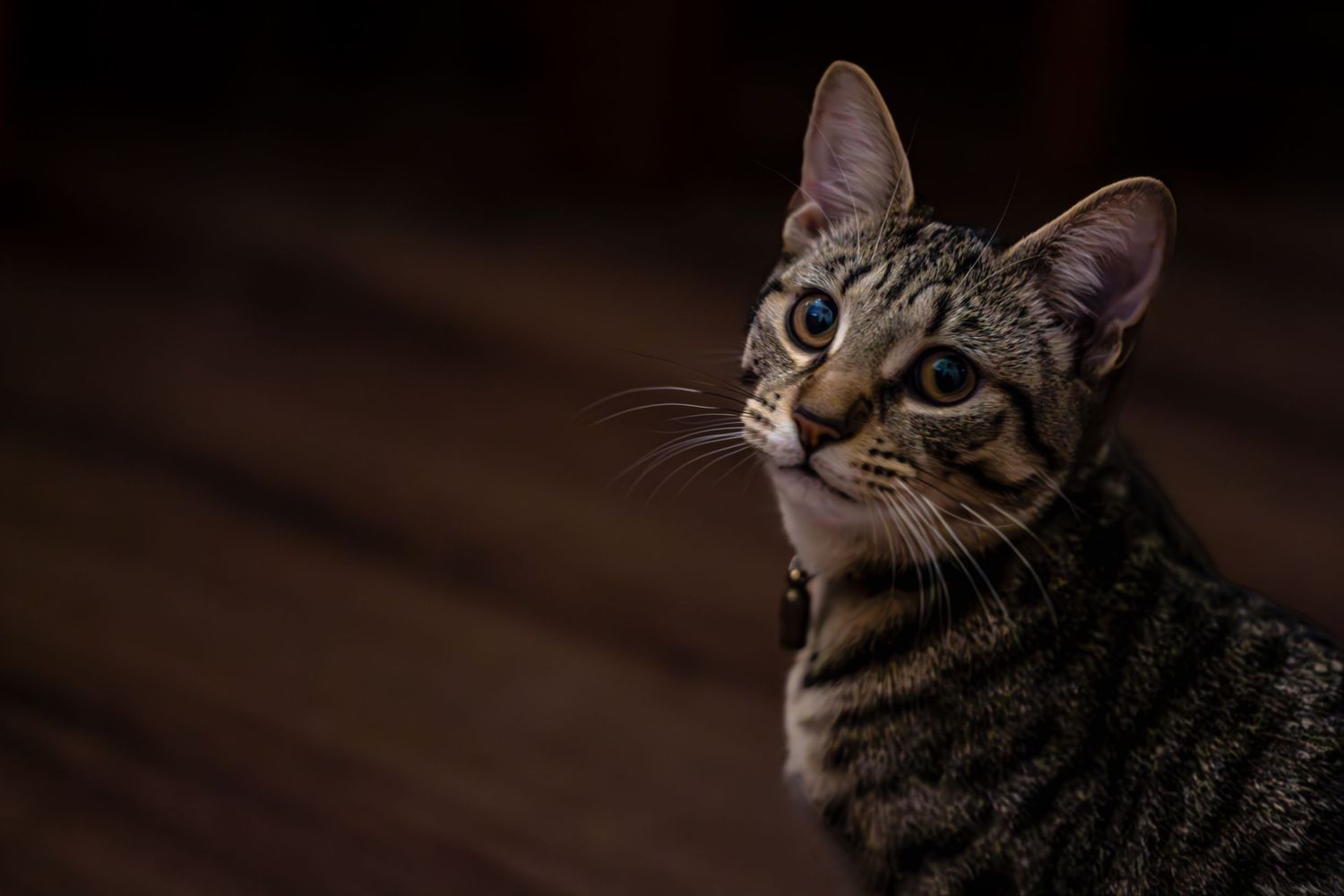 Tabby cat lying in dark room with glowing eyes and alert expression.